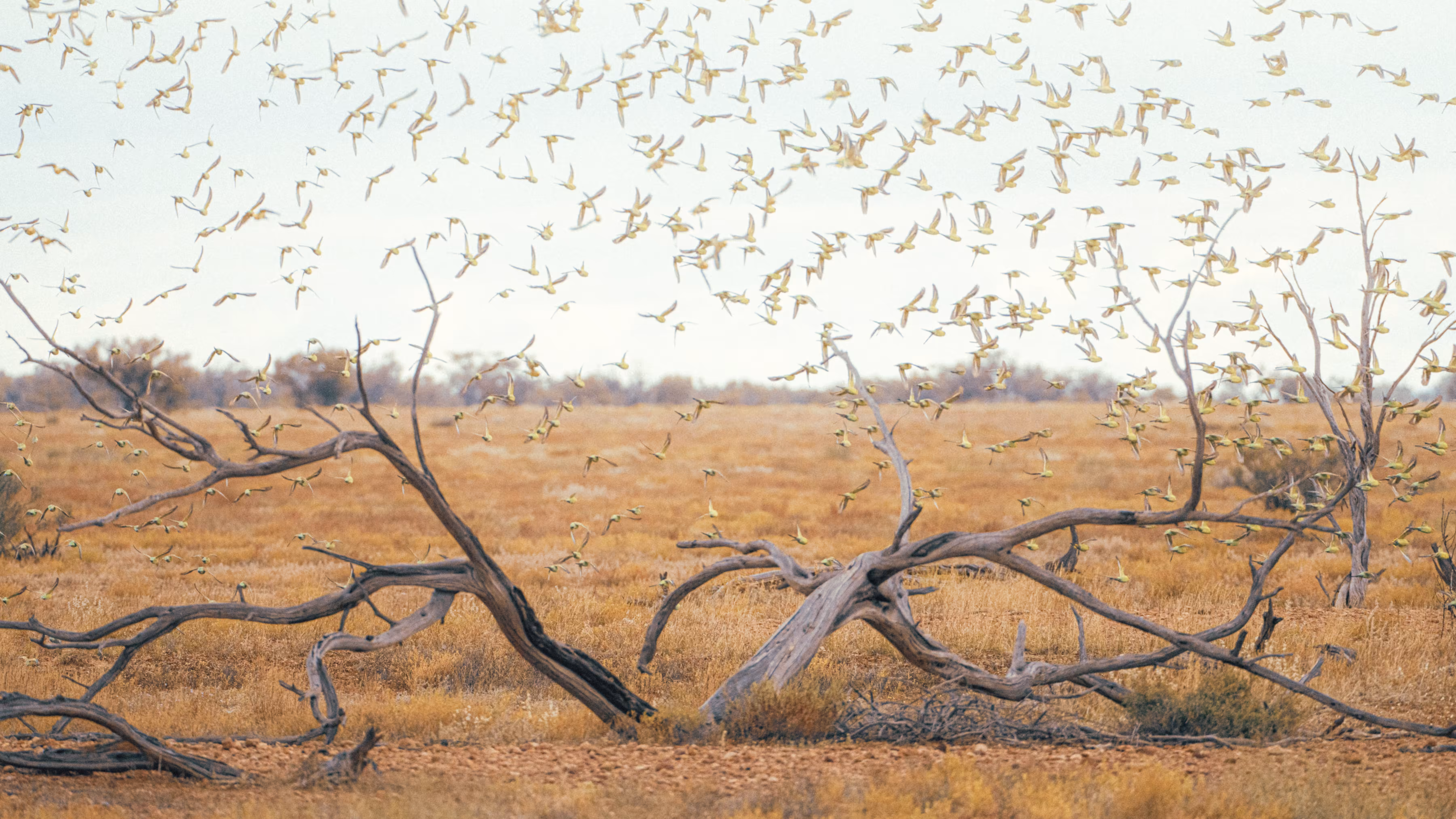 Budgie Tree