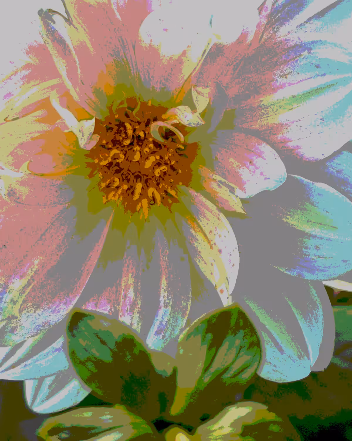 .dahlia