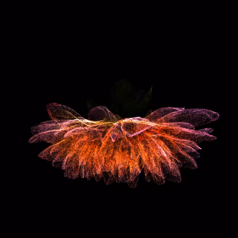 Dahlia Pinnata 30 #257