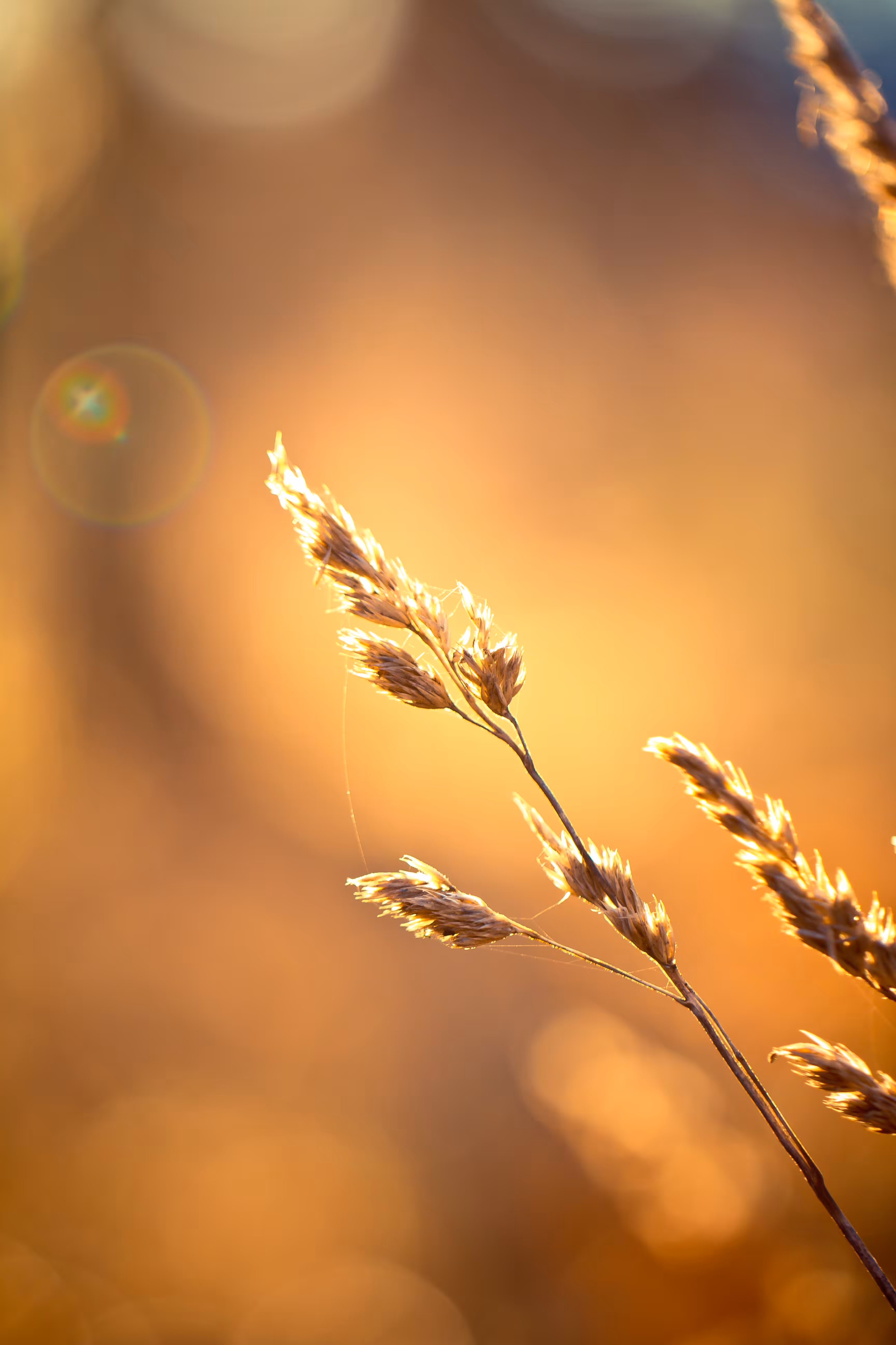 The Golden Hour