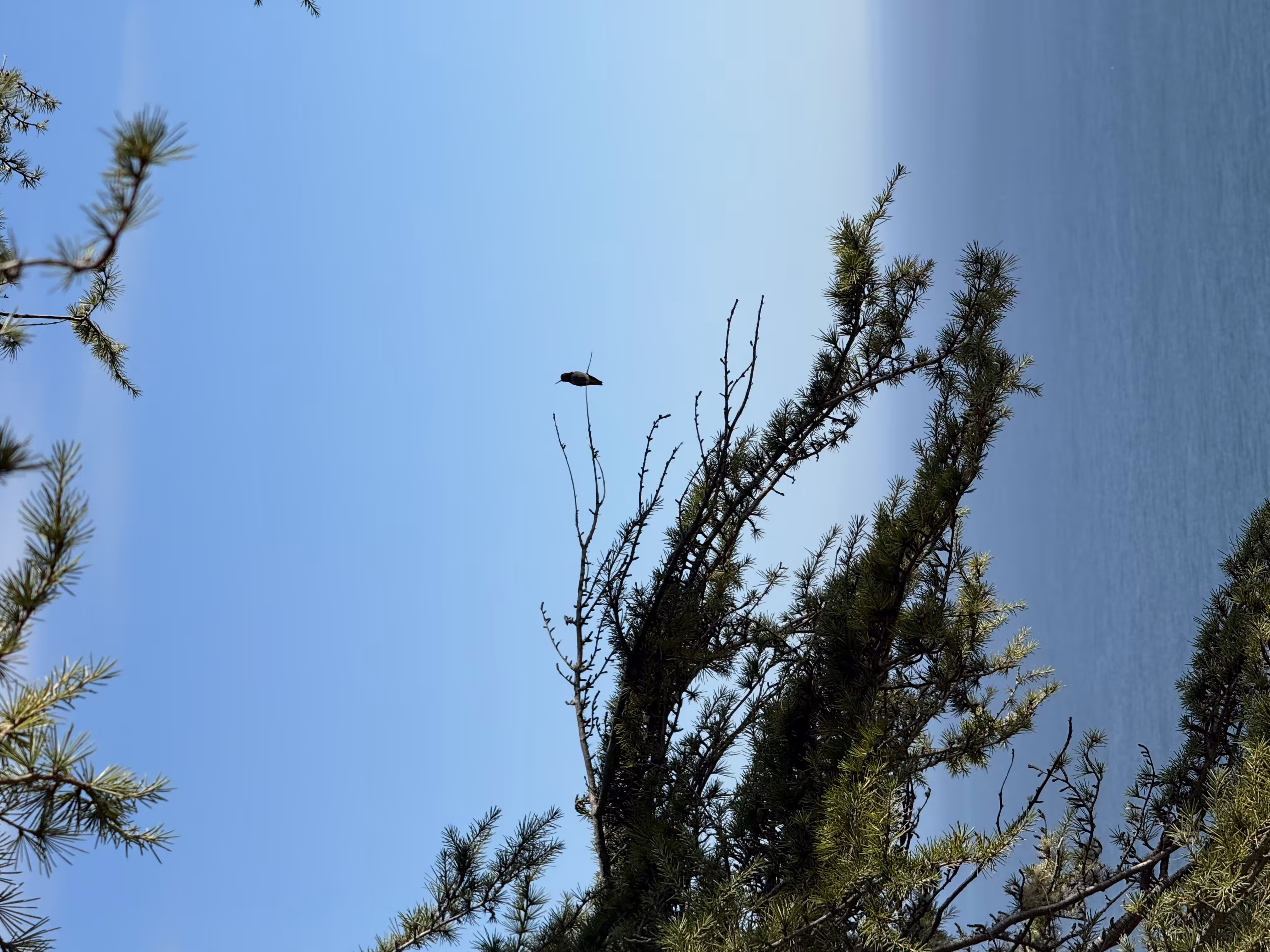 Hummingbird