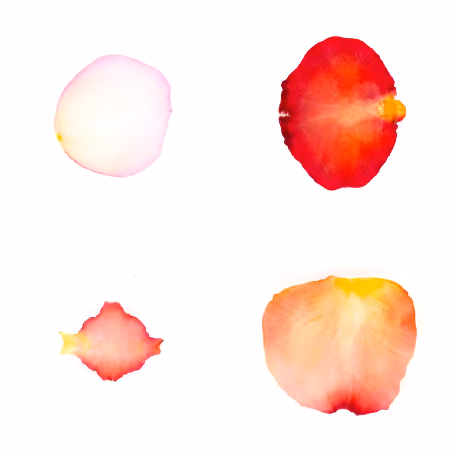 Infinite Petals 2x2#20051
