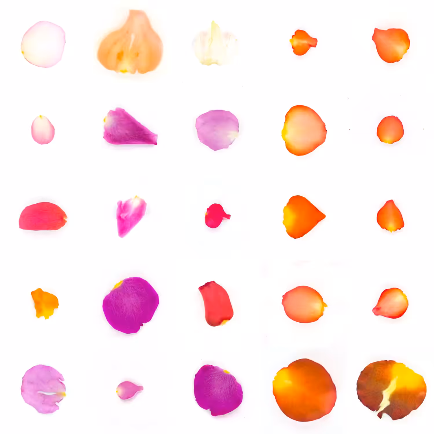 Infinite Petals 5x5#20100