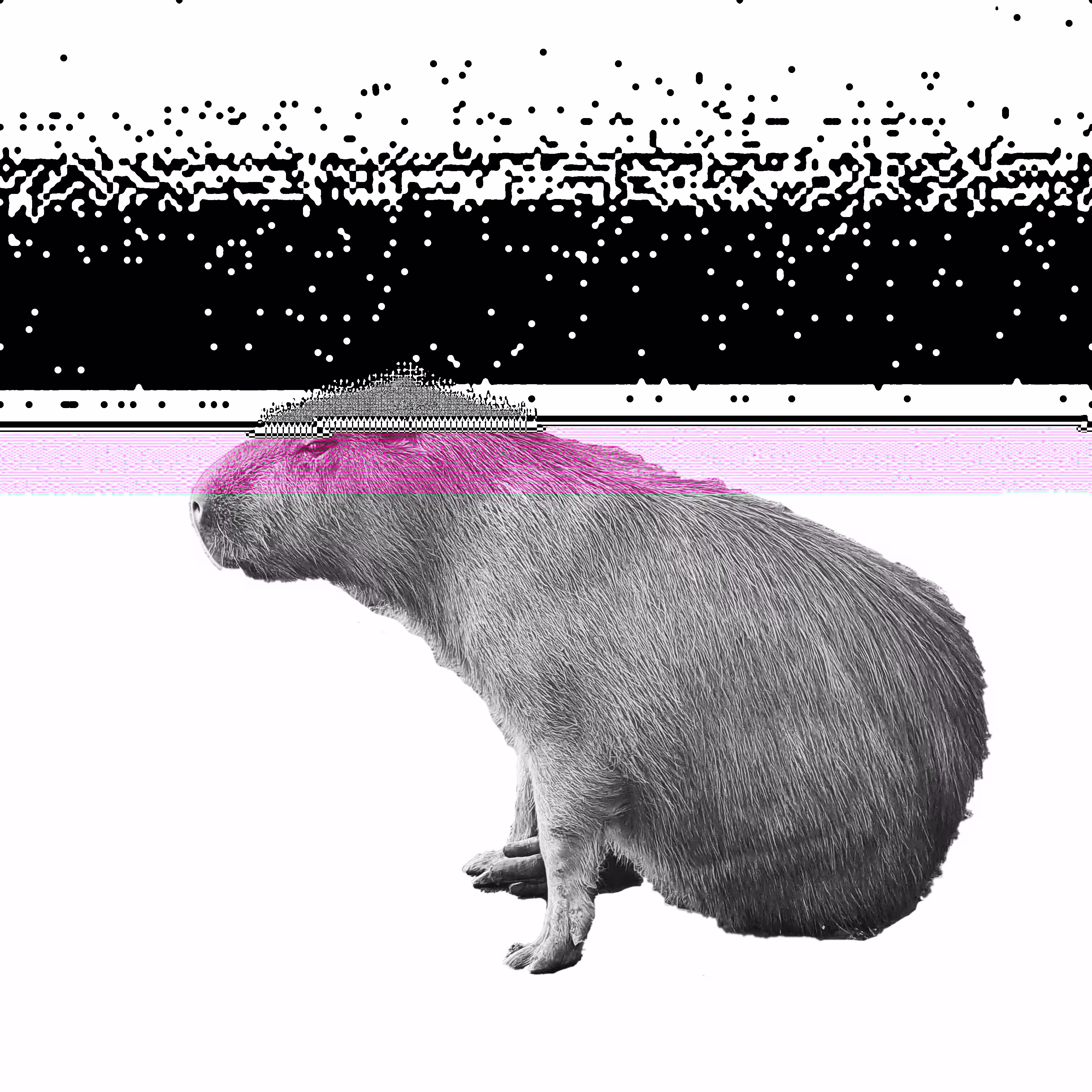 The Capybaras of Ipaussu [ Descolada // Raster Index aD ]
