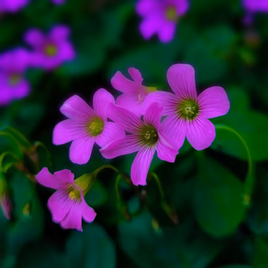 Beautiful purple flower