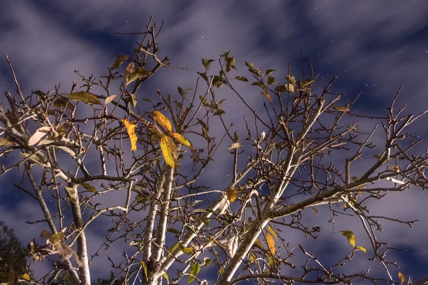 a fickle light #6