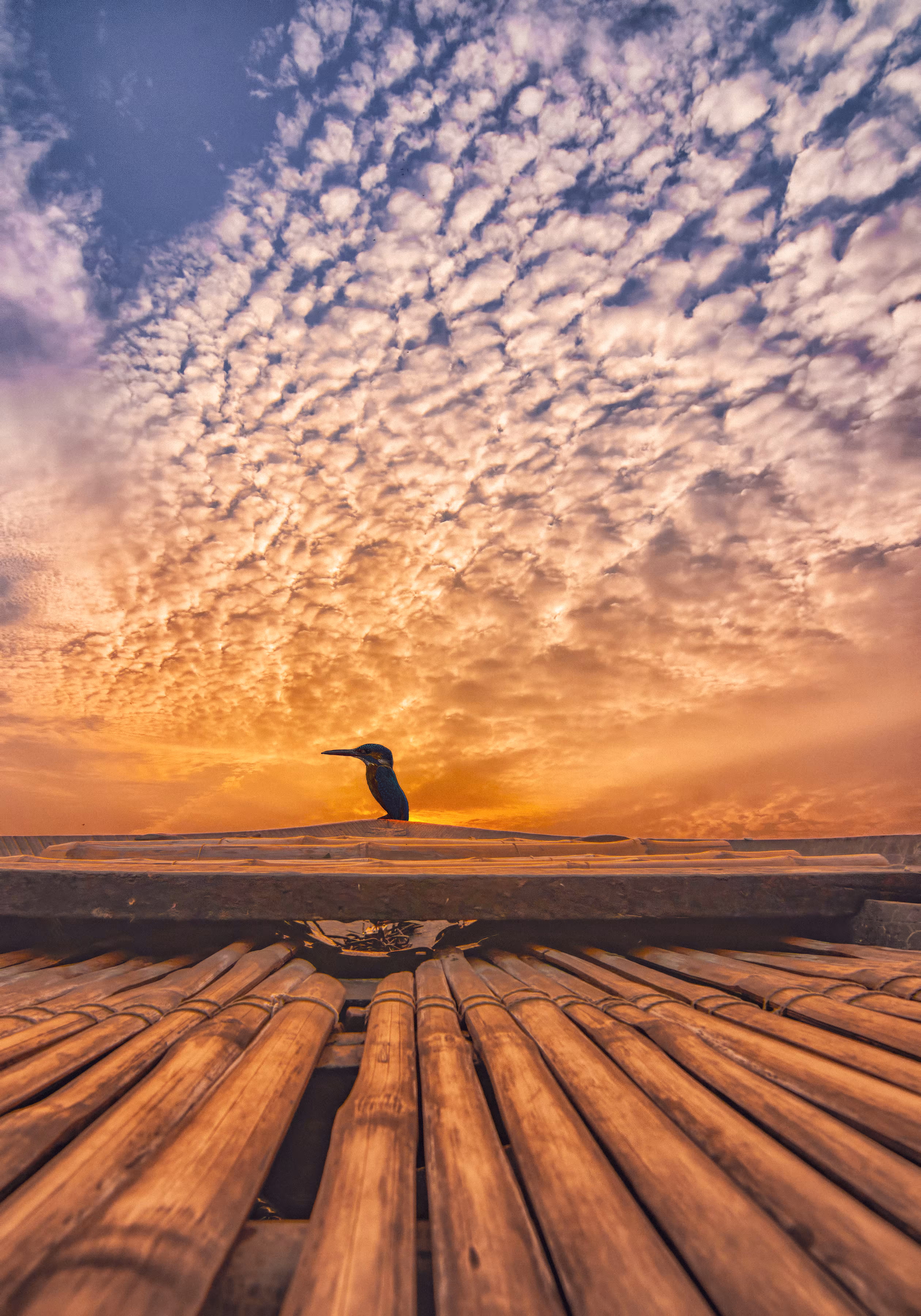 The Kingfisher