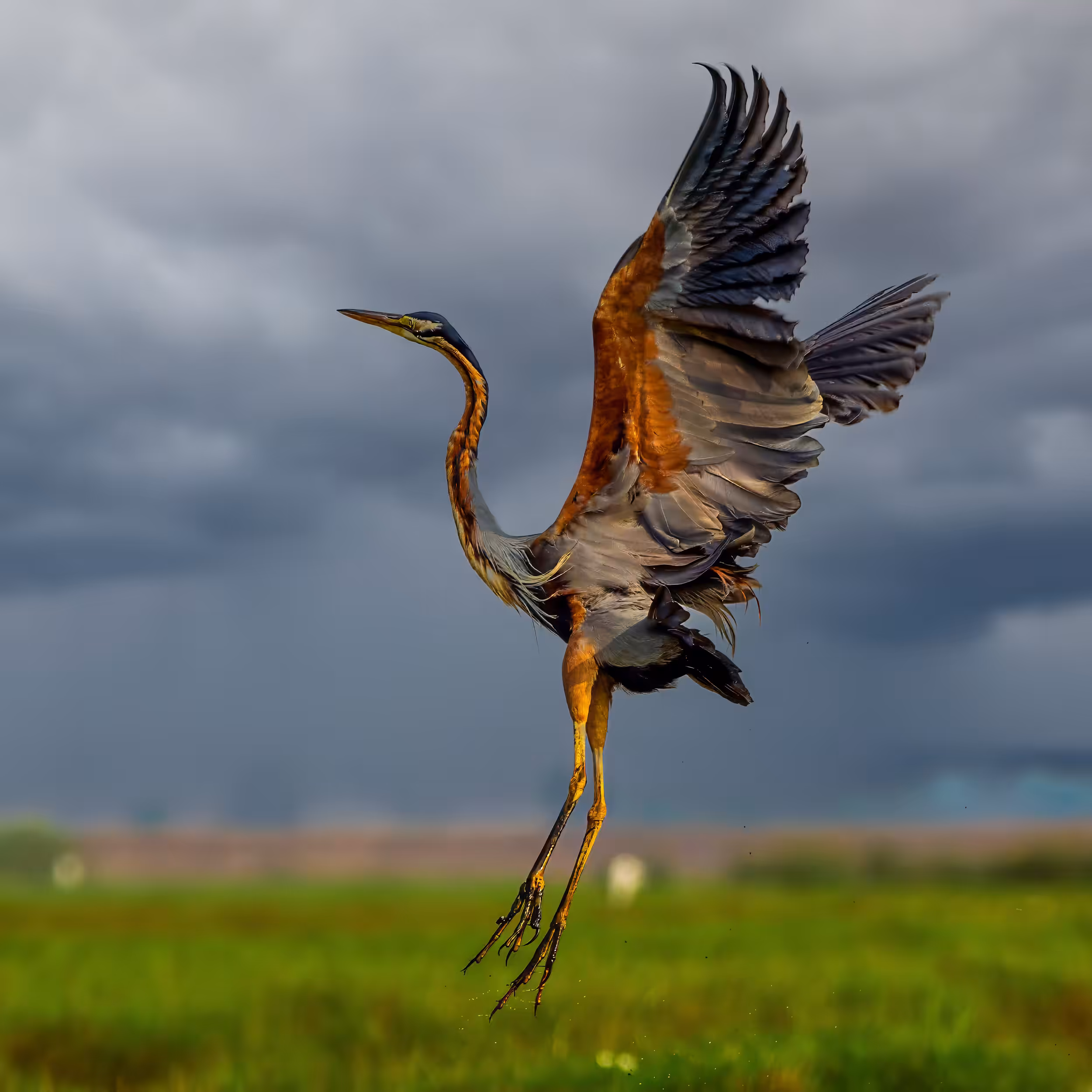 Purple Heron