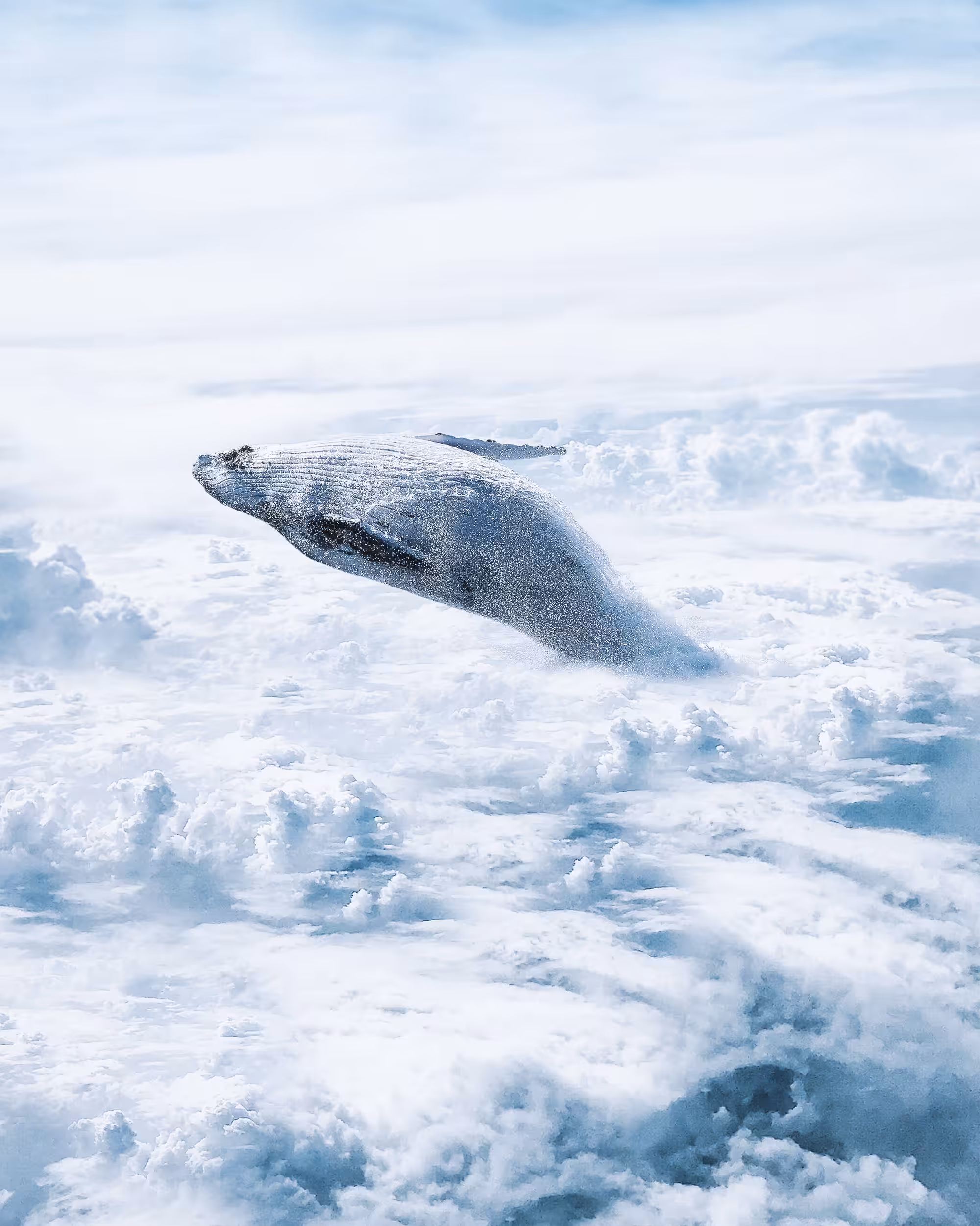 Swimming in The Clouds