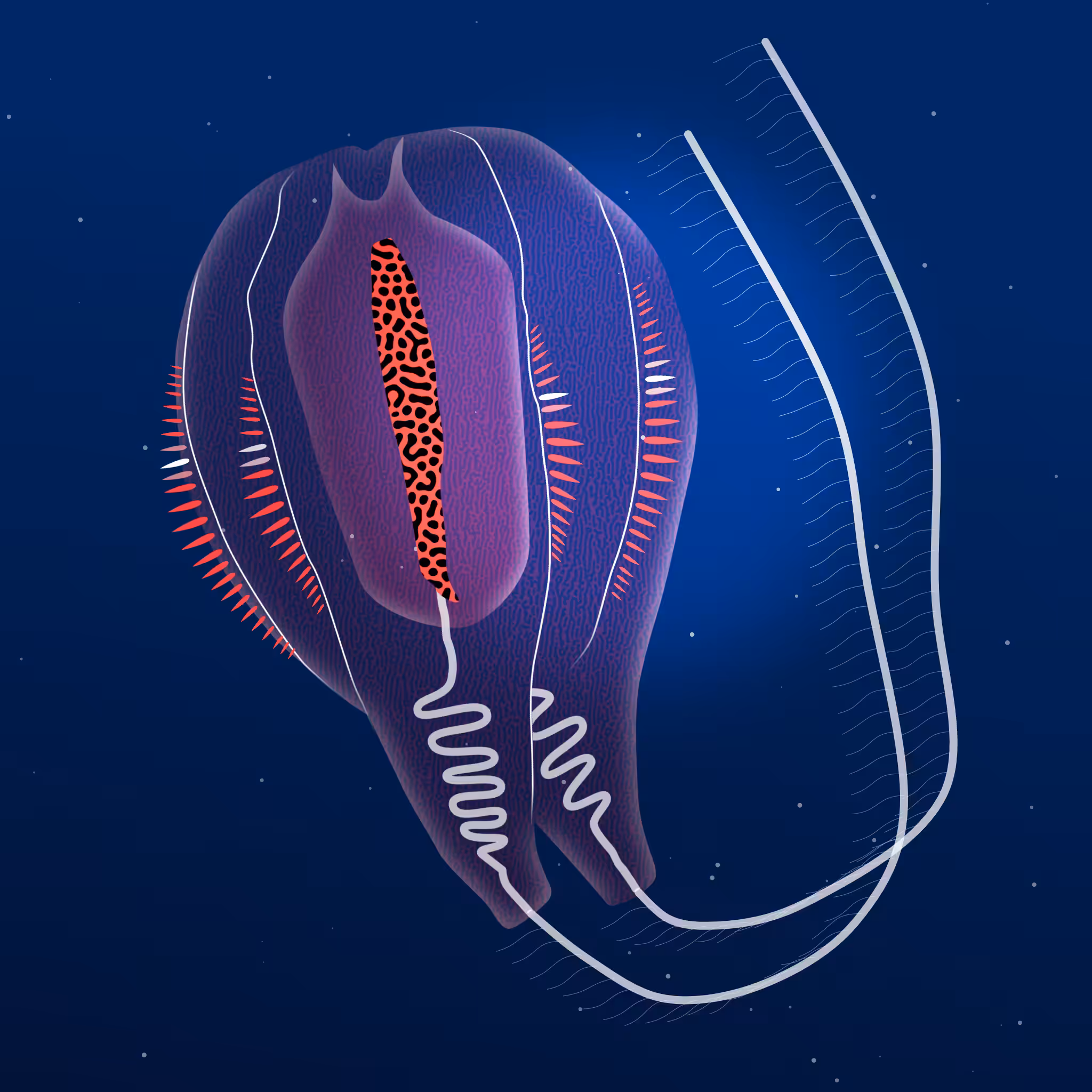 Ctenophores #3