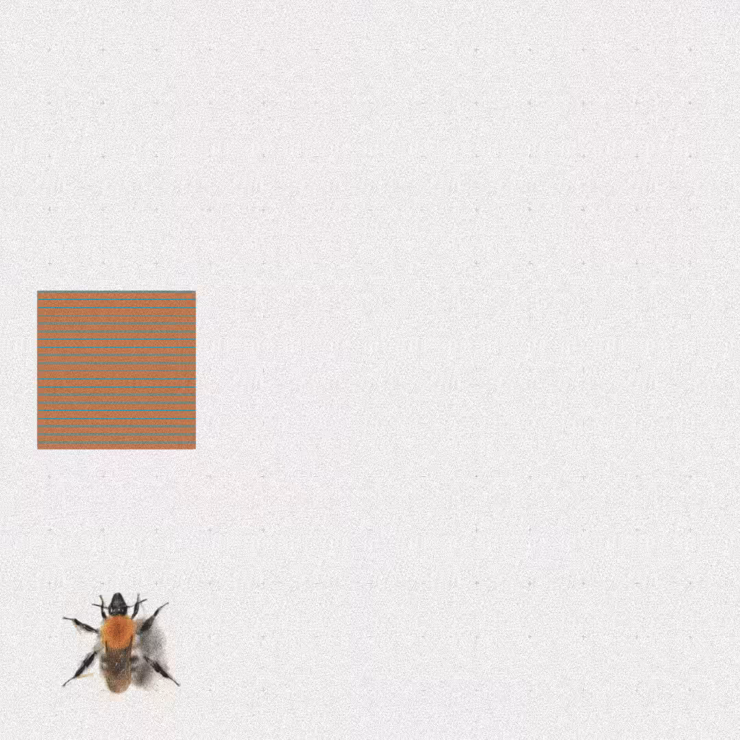 Bee #81