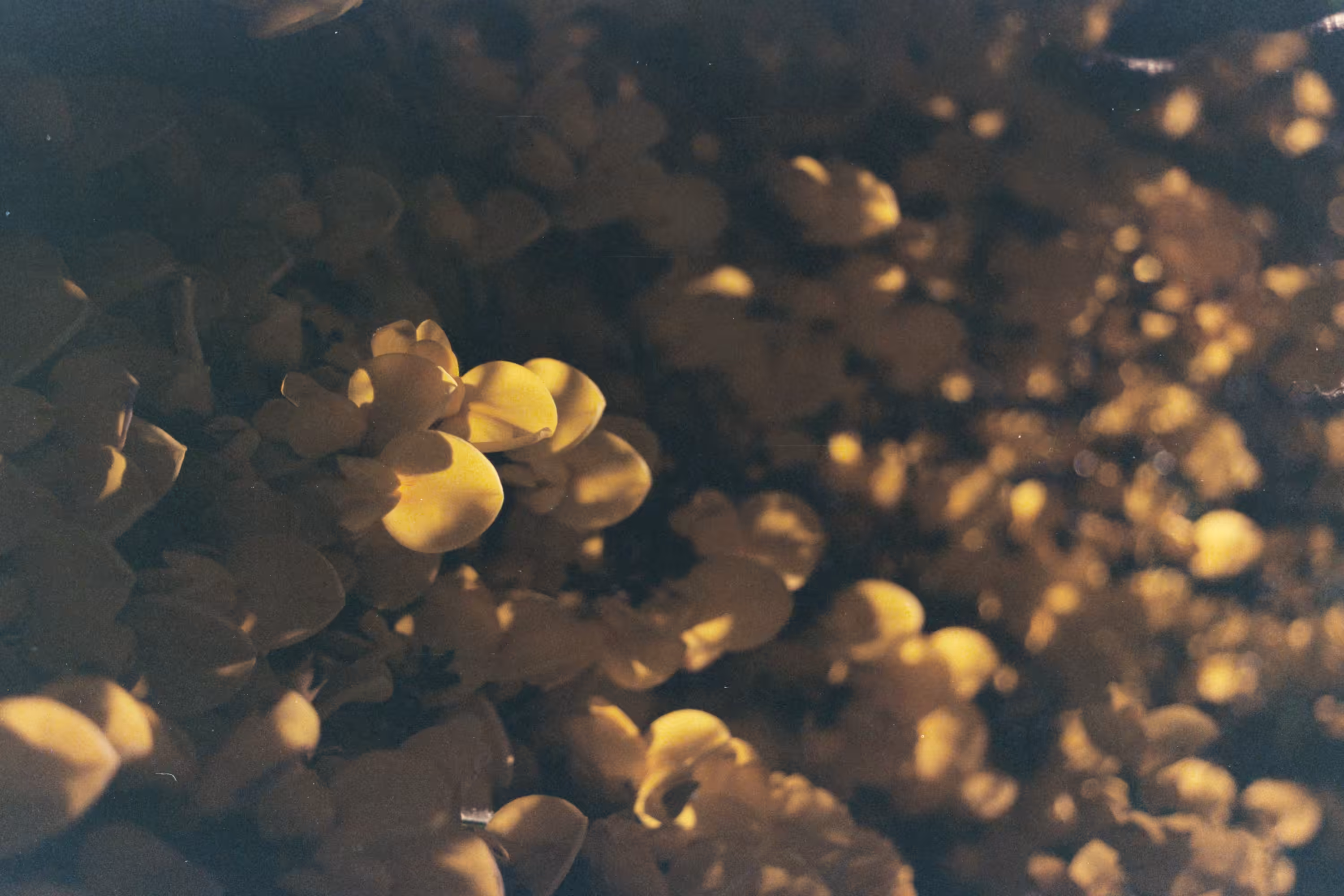 a subtle touch of sunshine