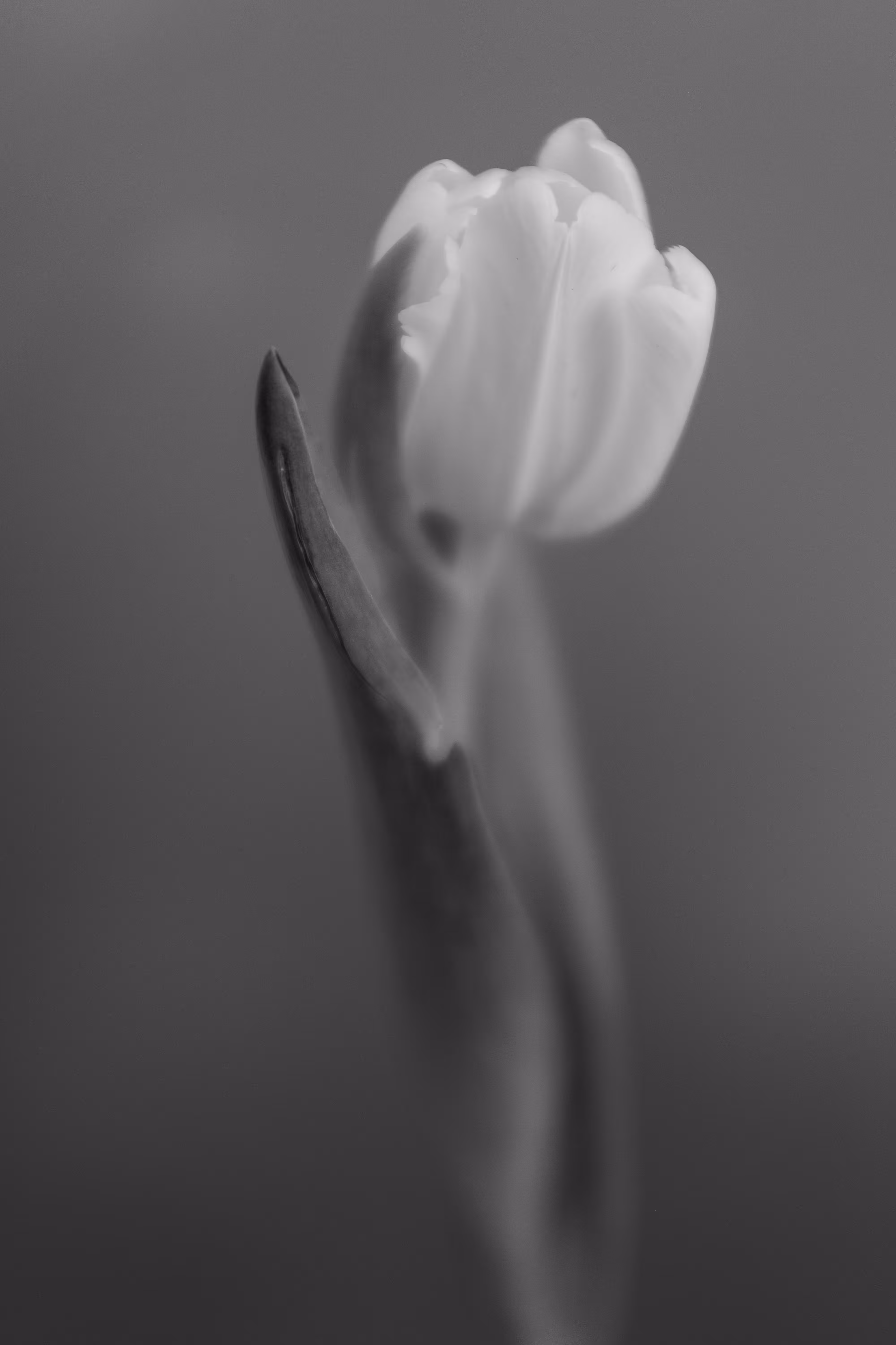 LUX No 7