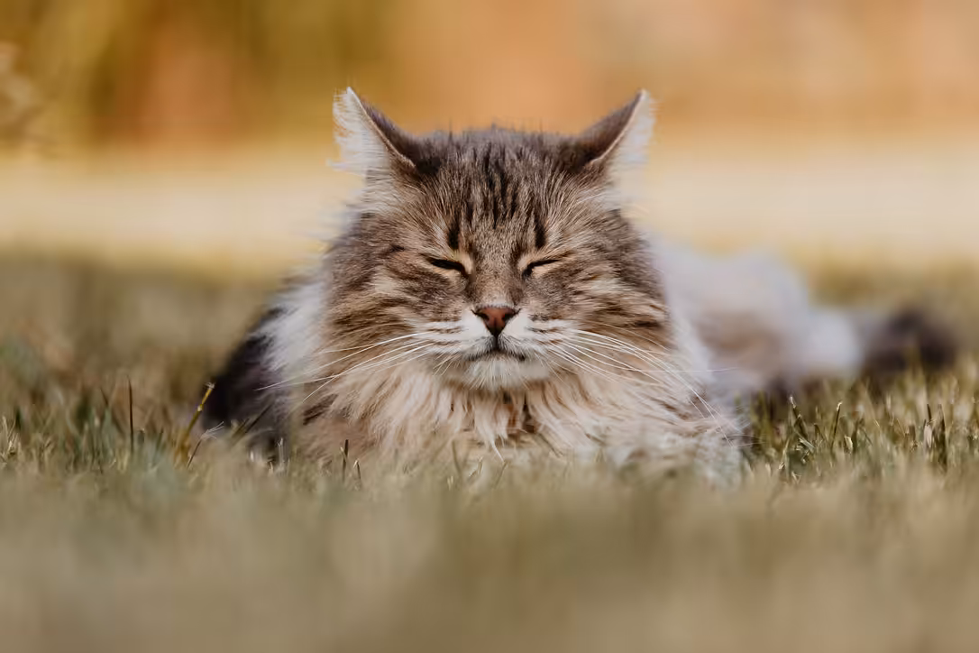 Norwegian Forest cat #11 NFC