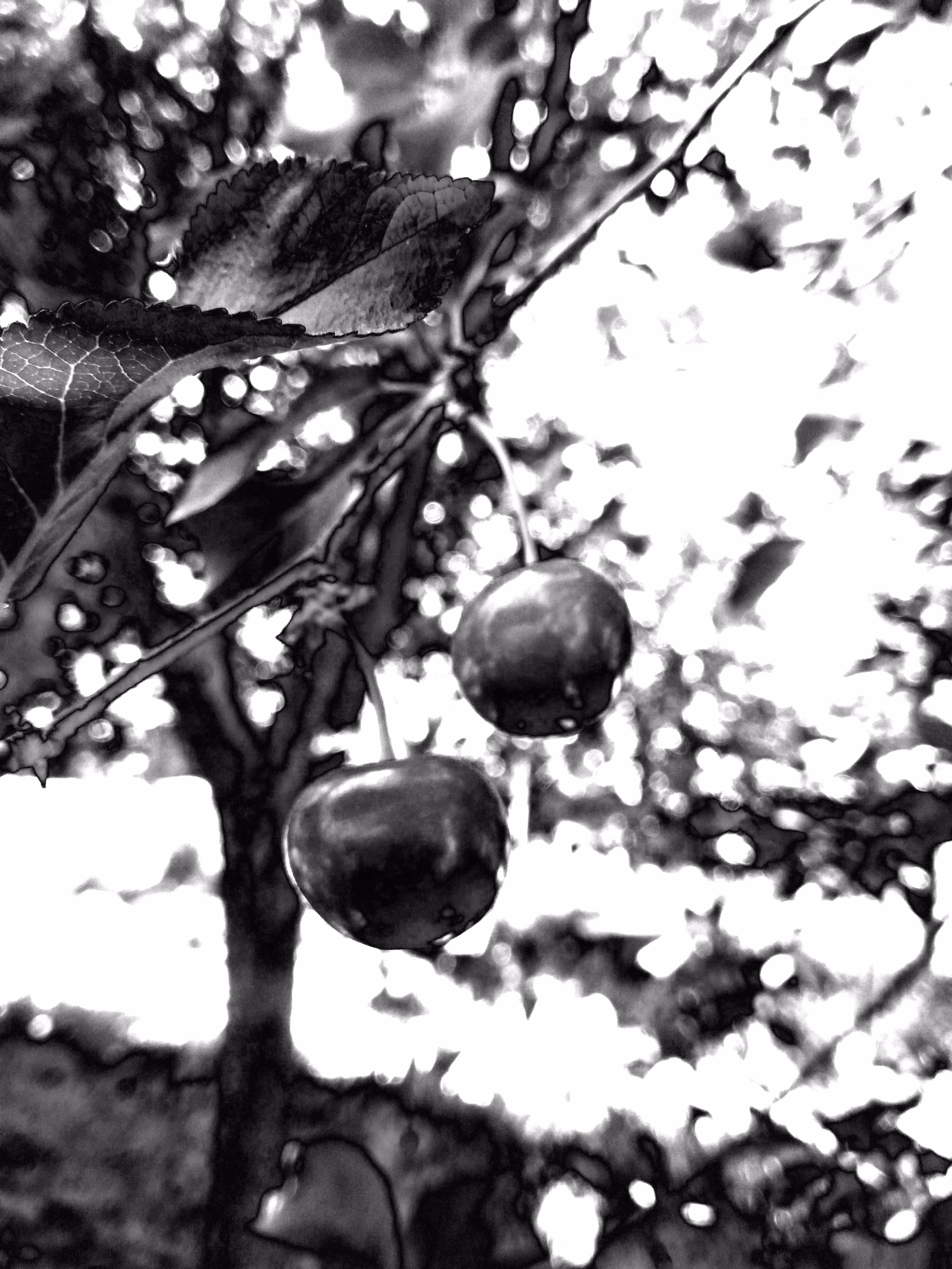 Cherries