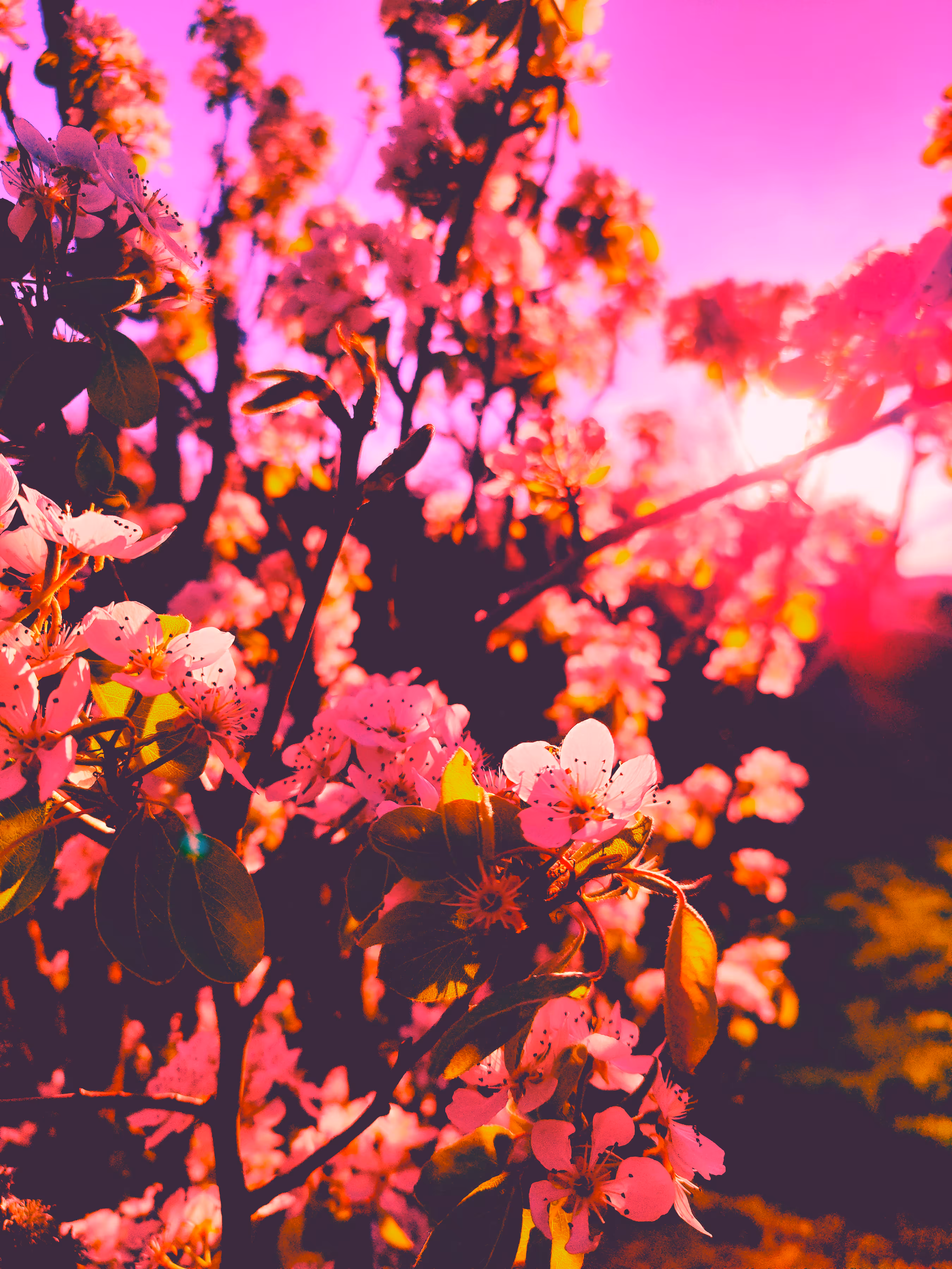 Rubor flowers