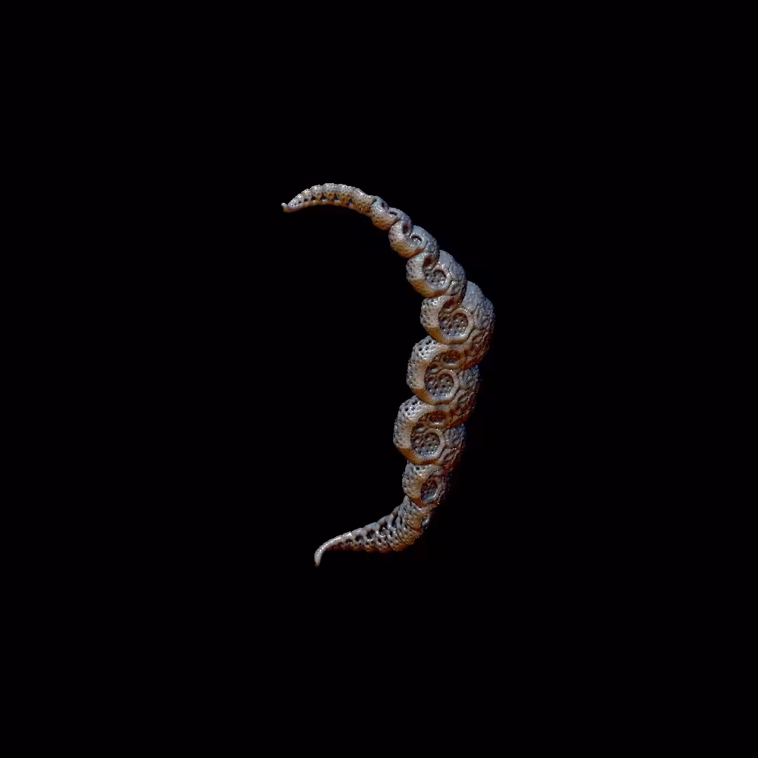 SEAHORSE