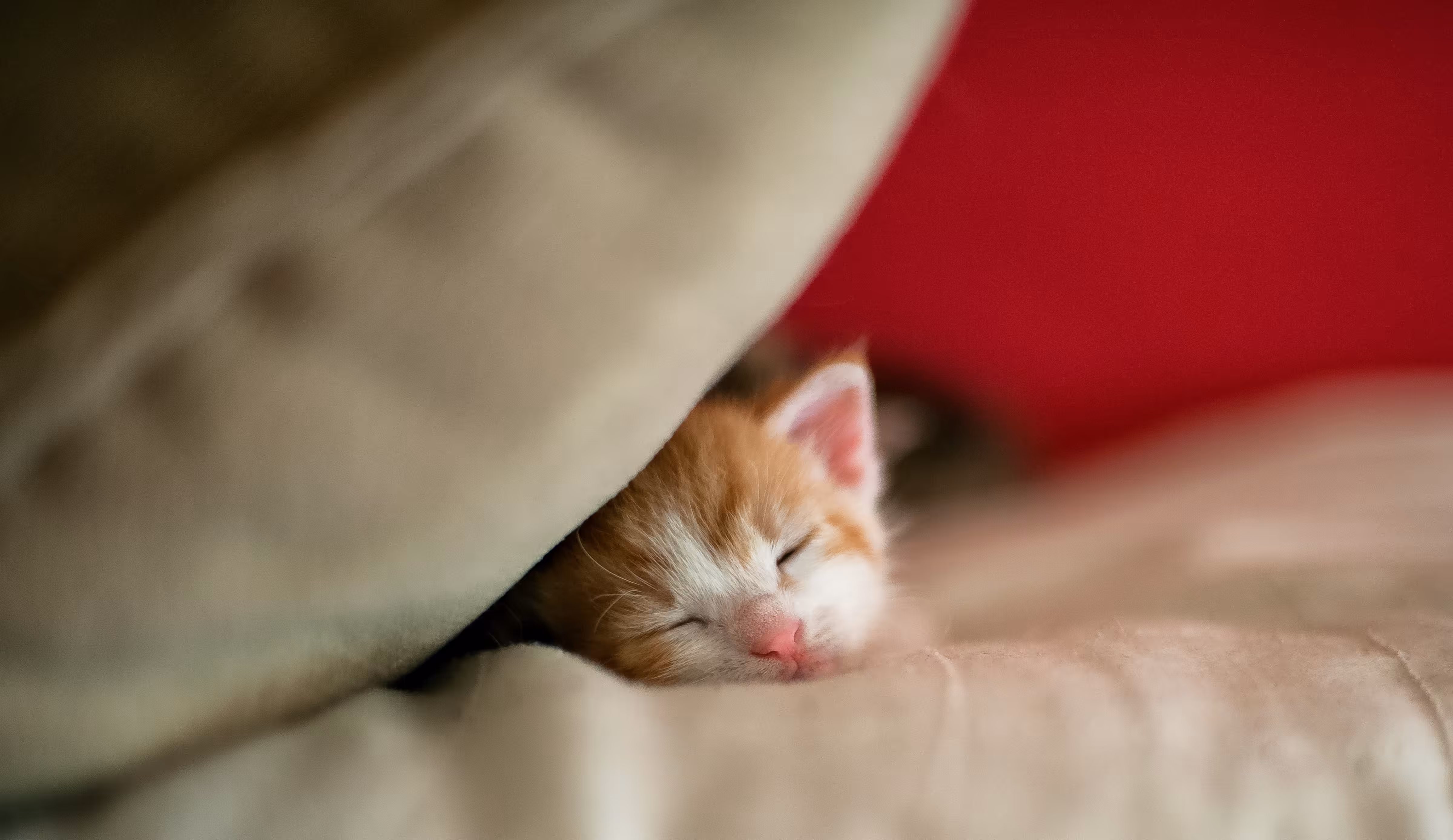 Life With Cats #10