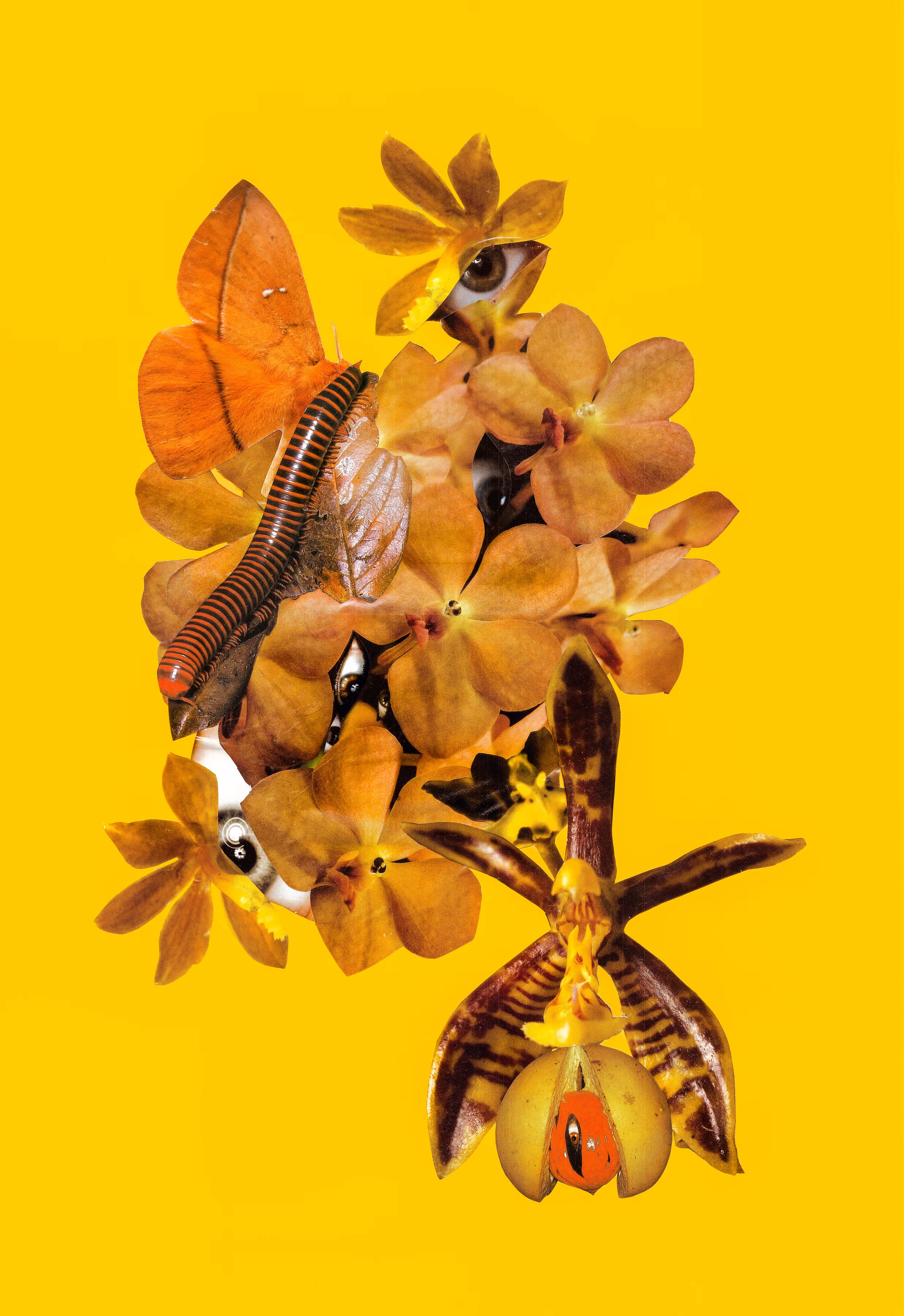 intergenetic hybrids