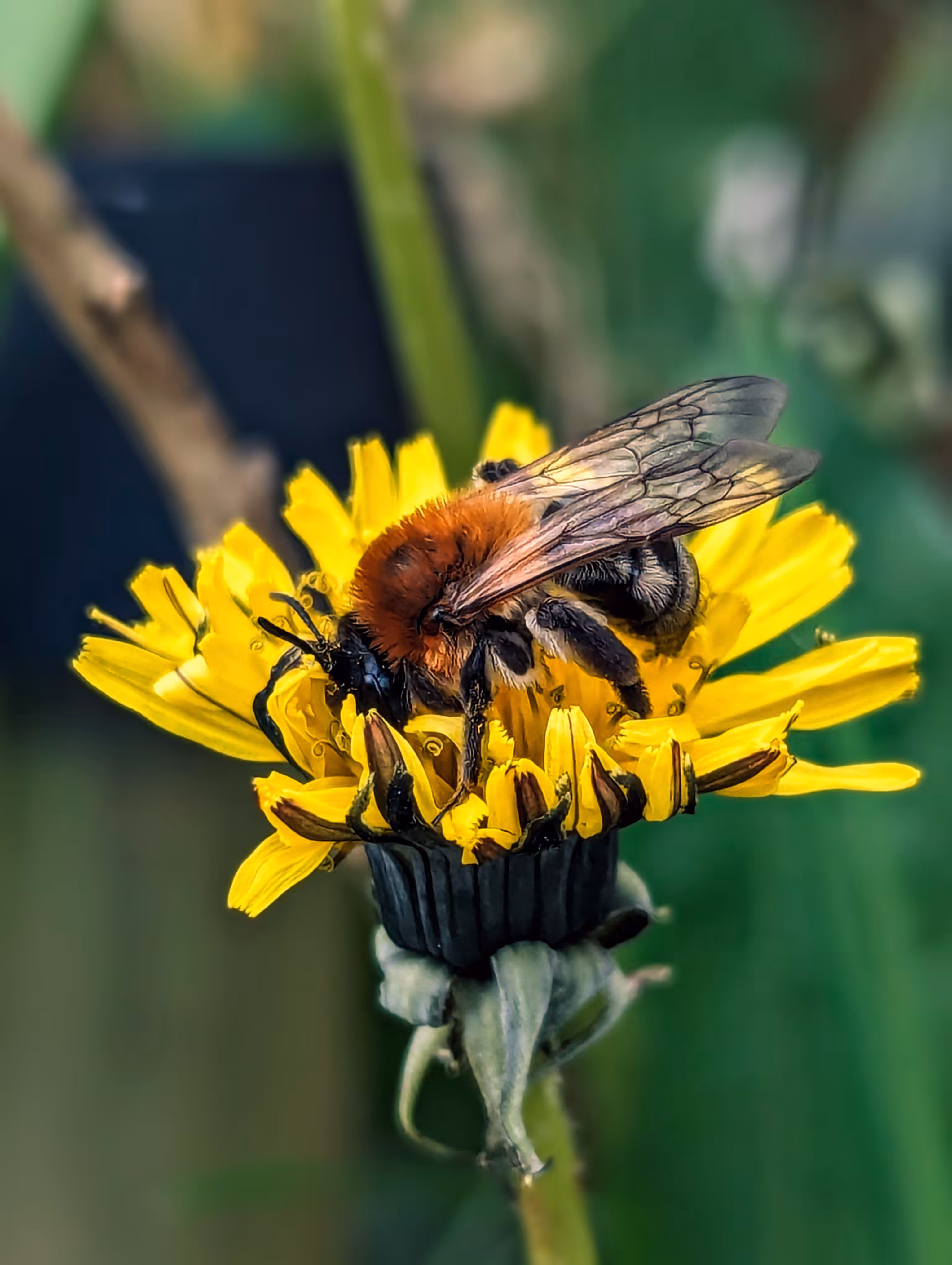 Dandy bee