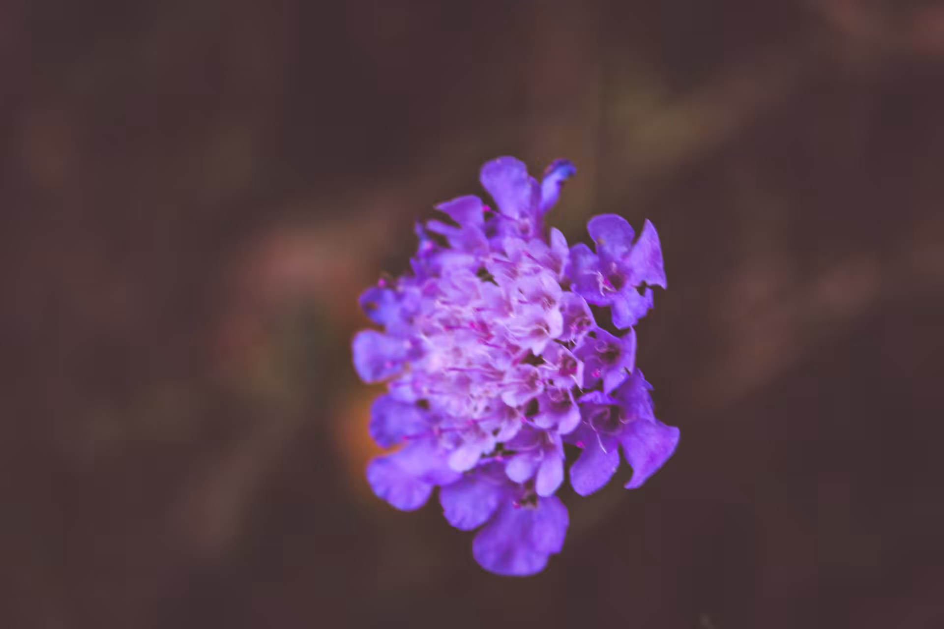 Sweet scabious