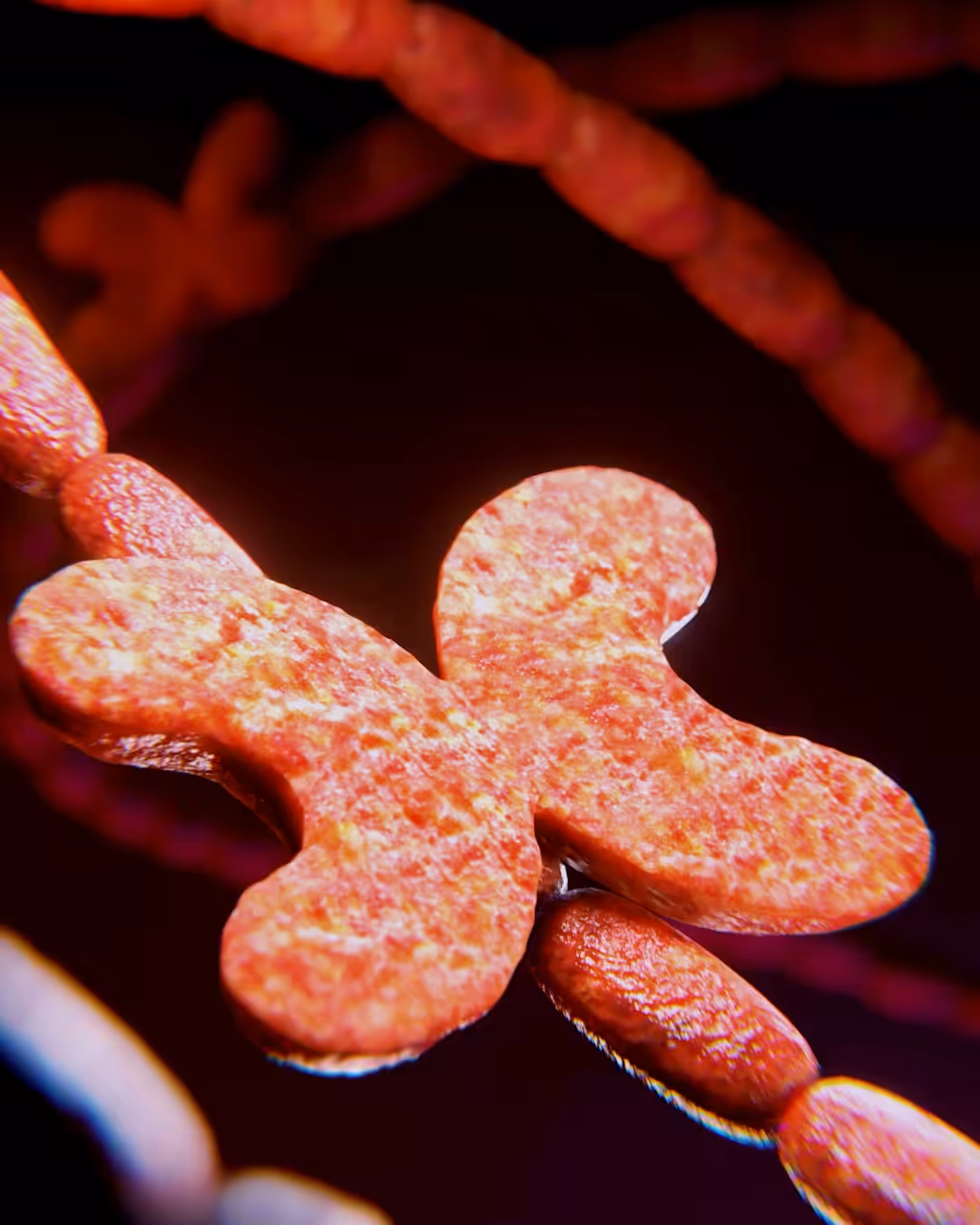 CHORIZO MARIPOSA - MORFI (III)