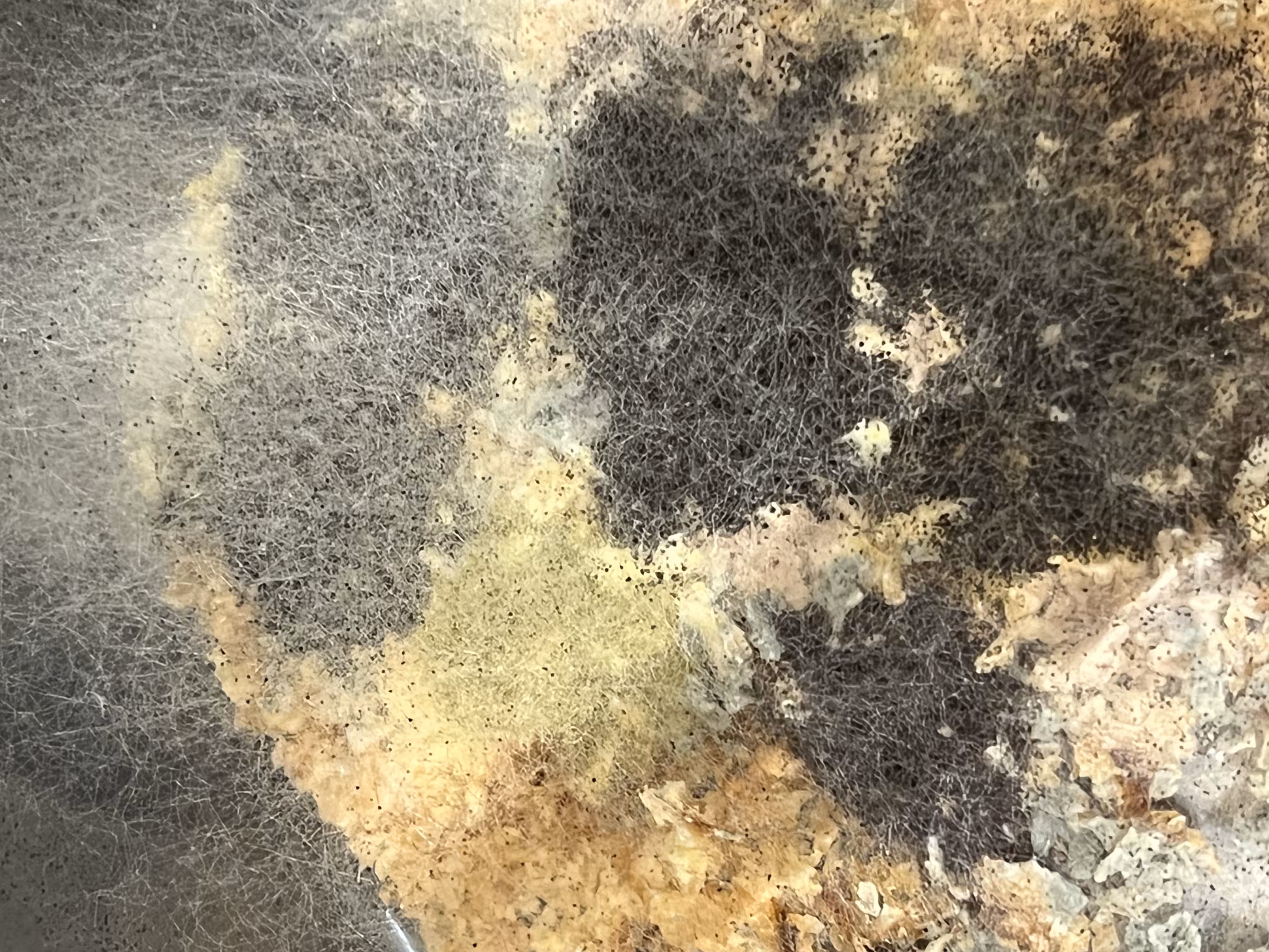 Bread crumb succumbs 