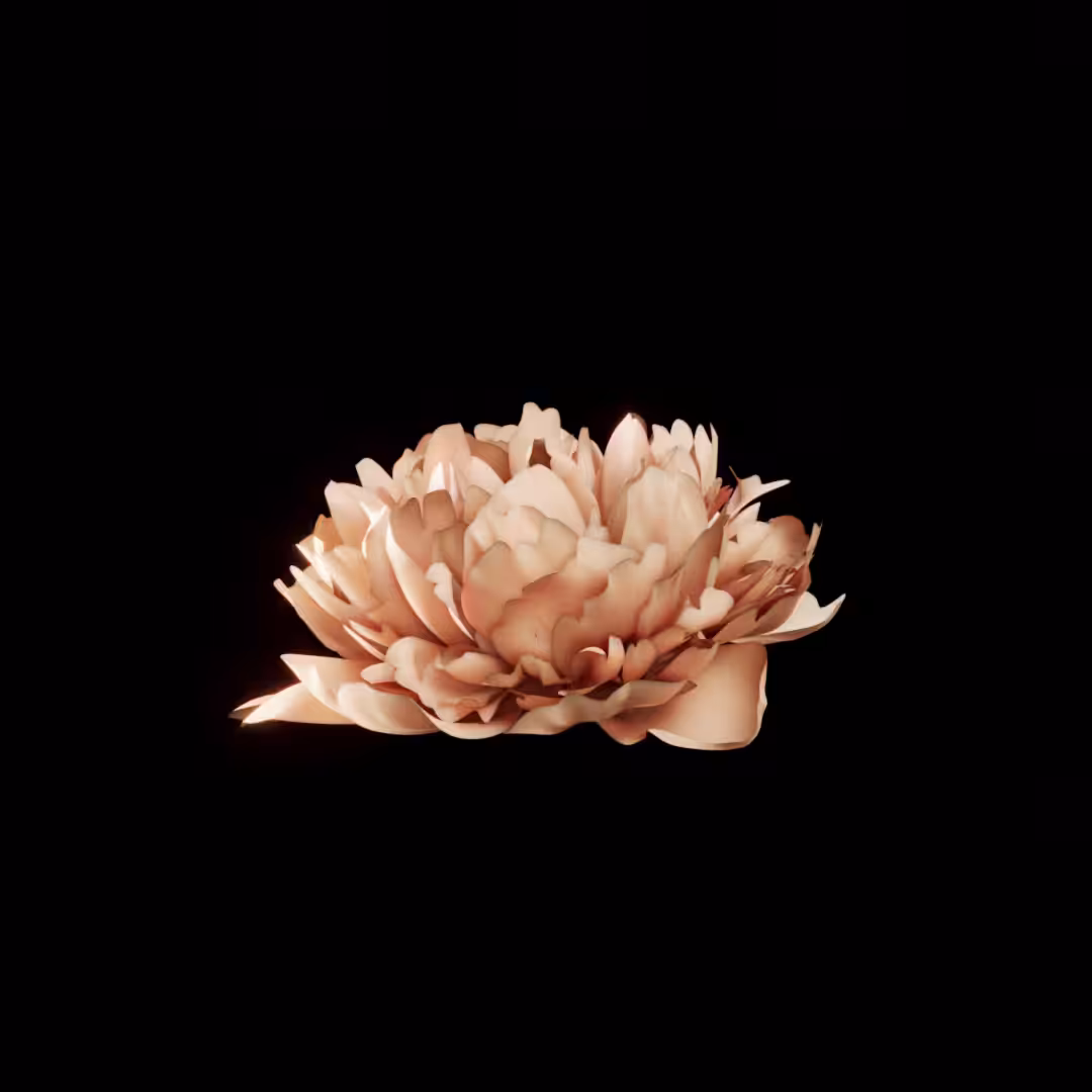牡丹