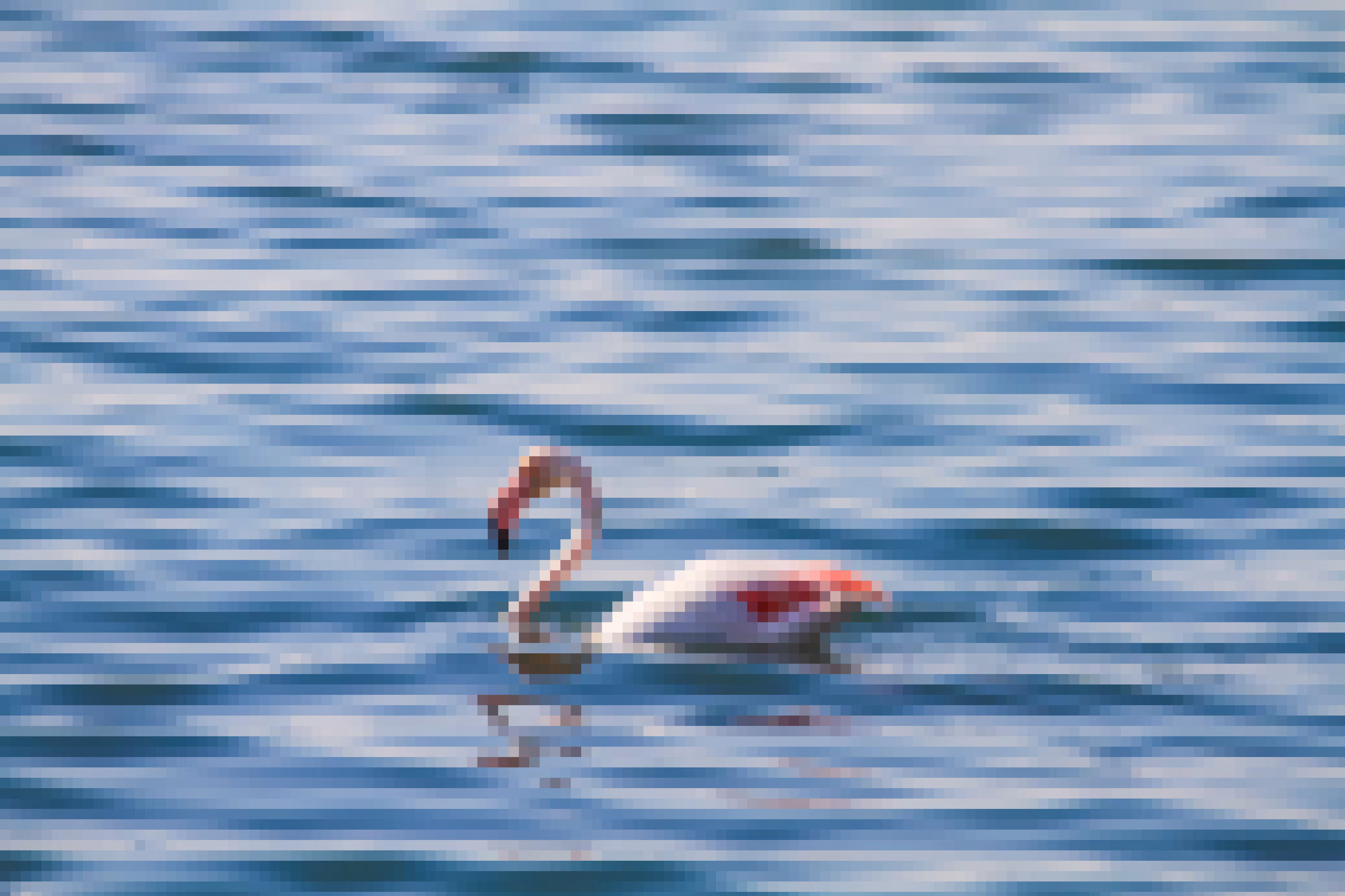 pink Flamingo