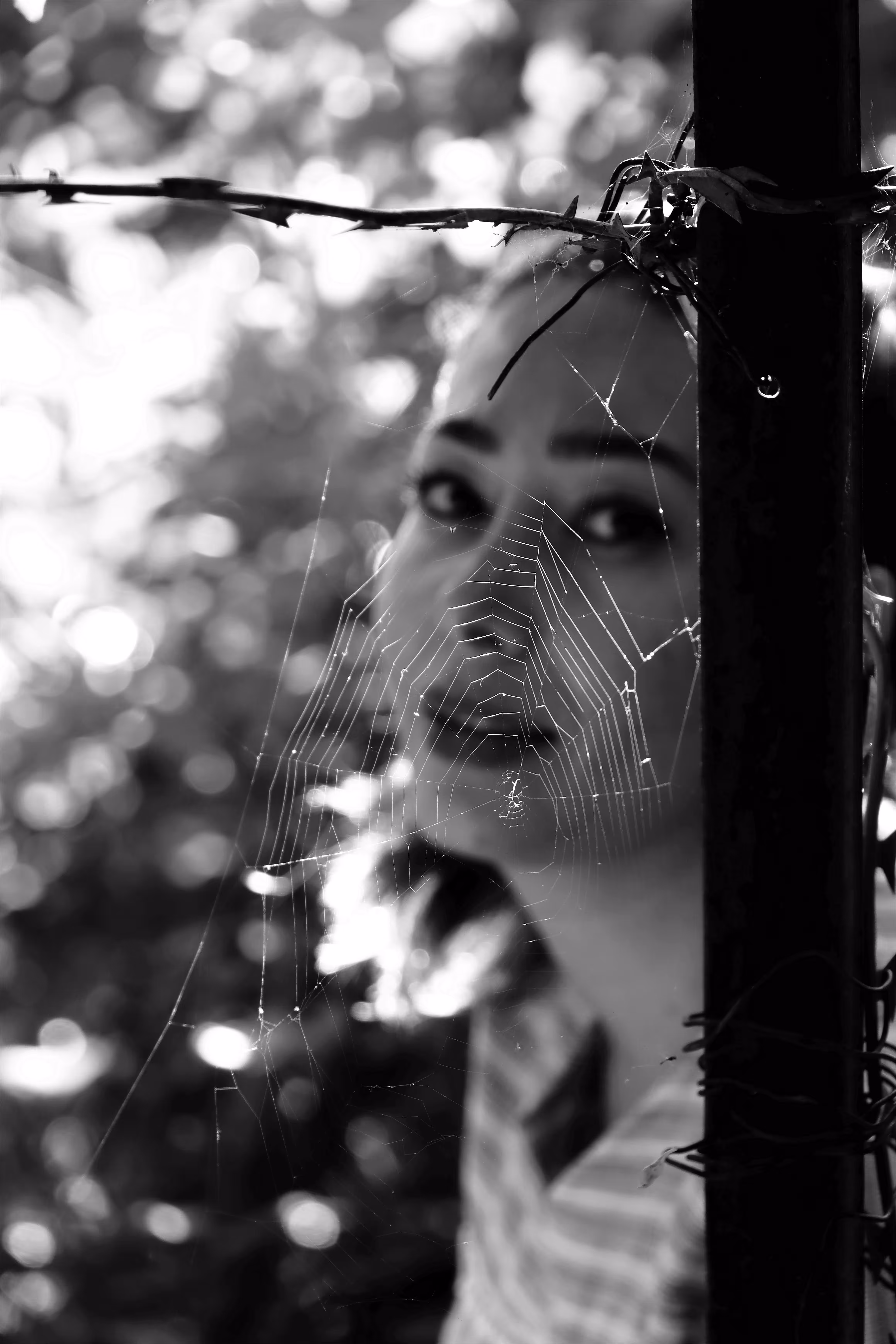 A look behind the spider web
