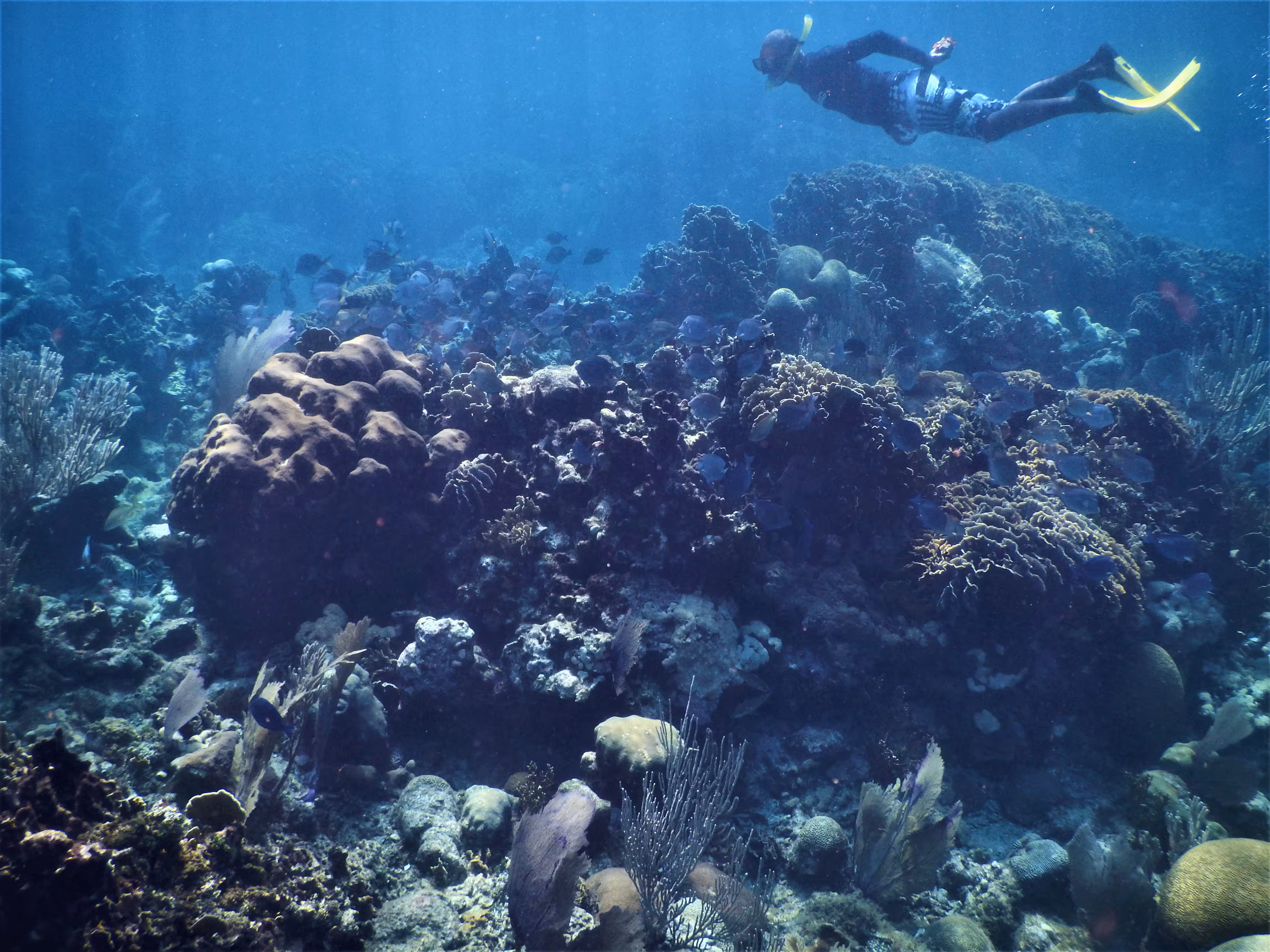 Underwater Scuba