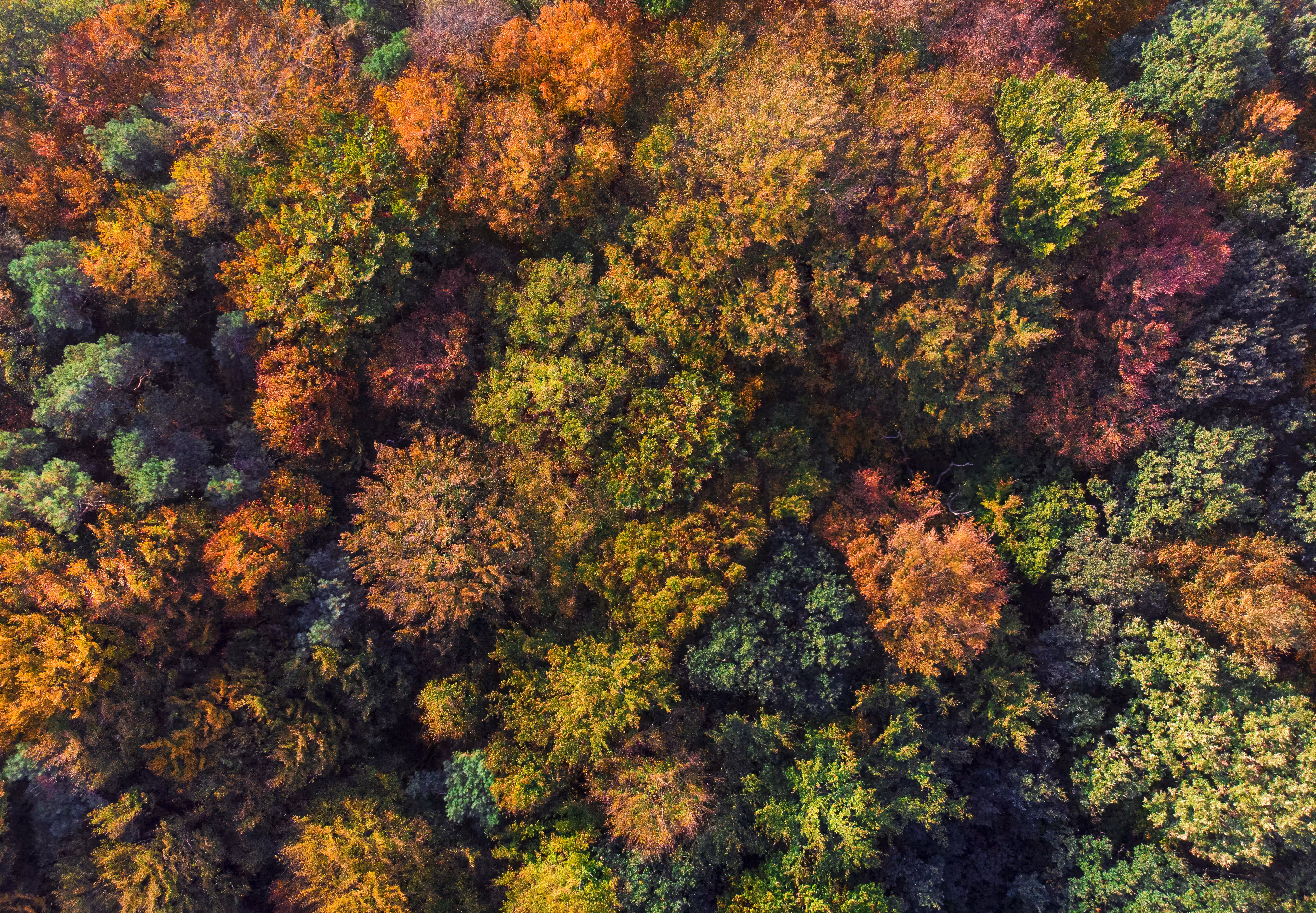 Autumn colors