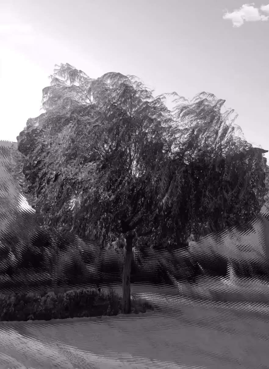 Dancing Willow