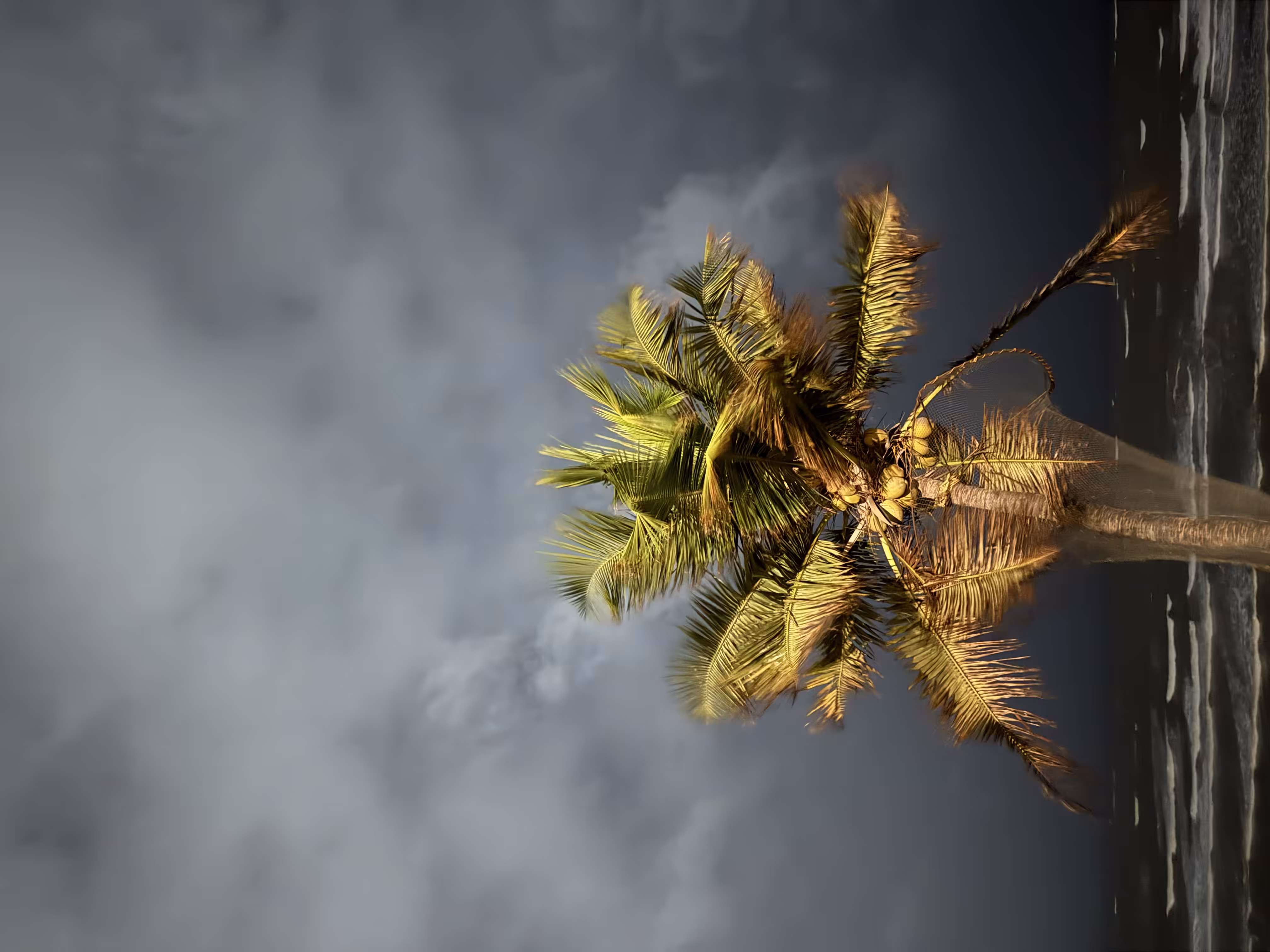 Secure the coconuts 