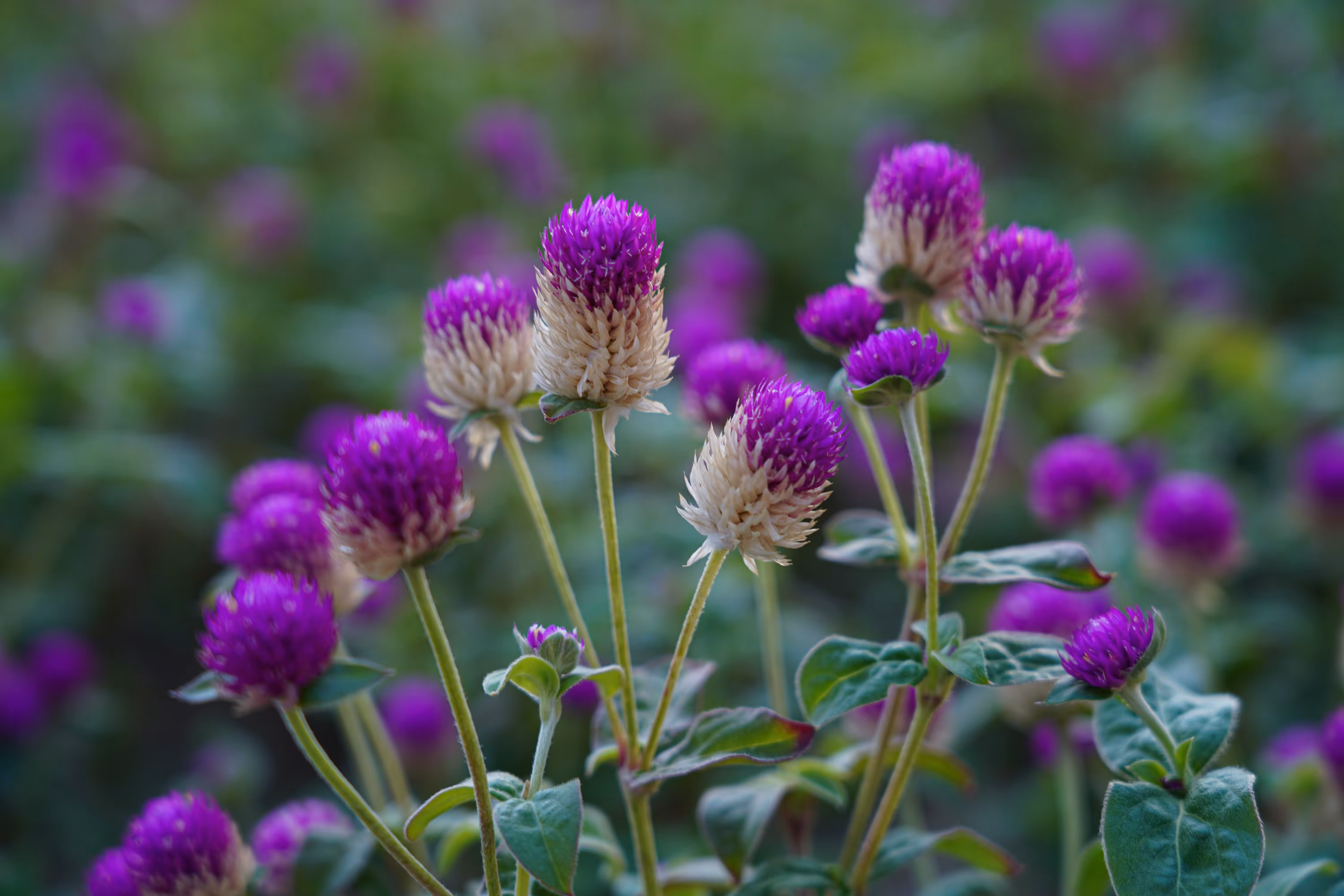 flowers: Laugh Purple Nature