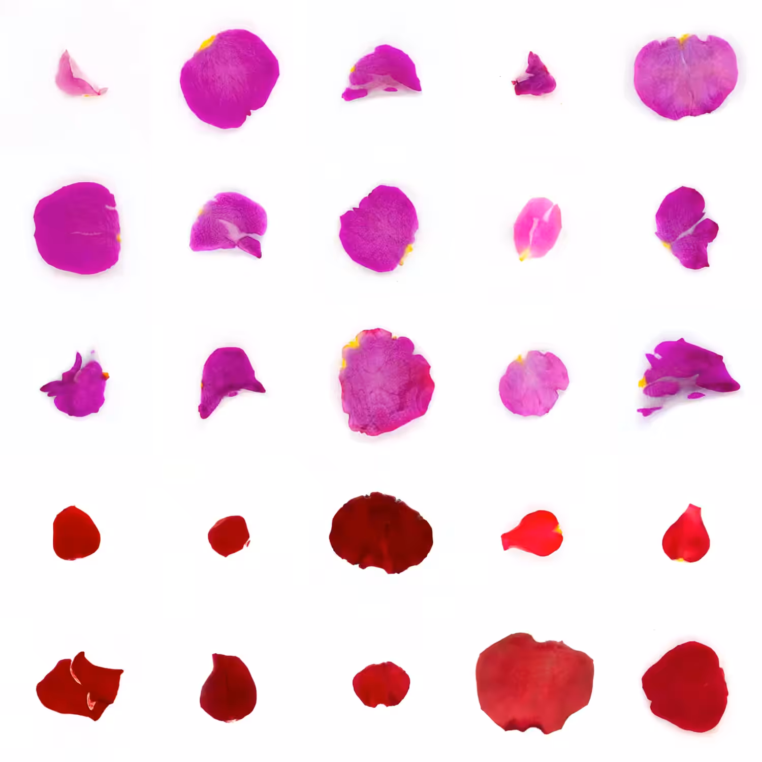 Infinite Petals 5x5#697
