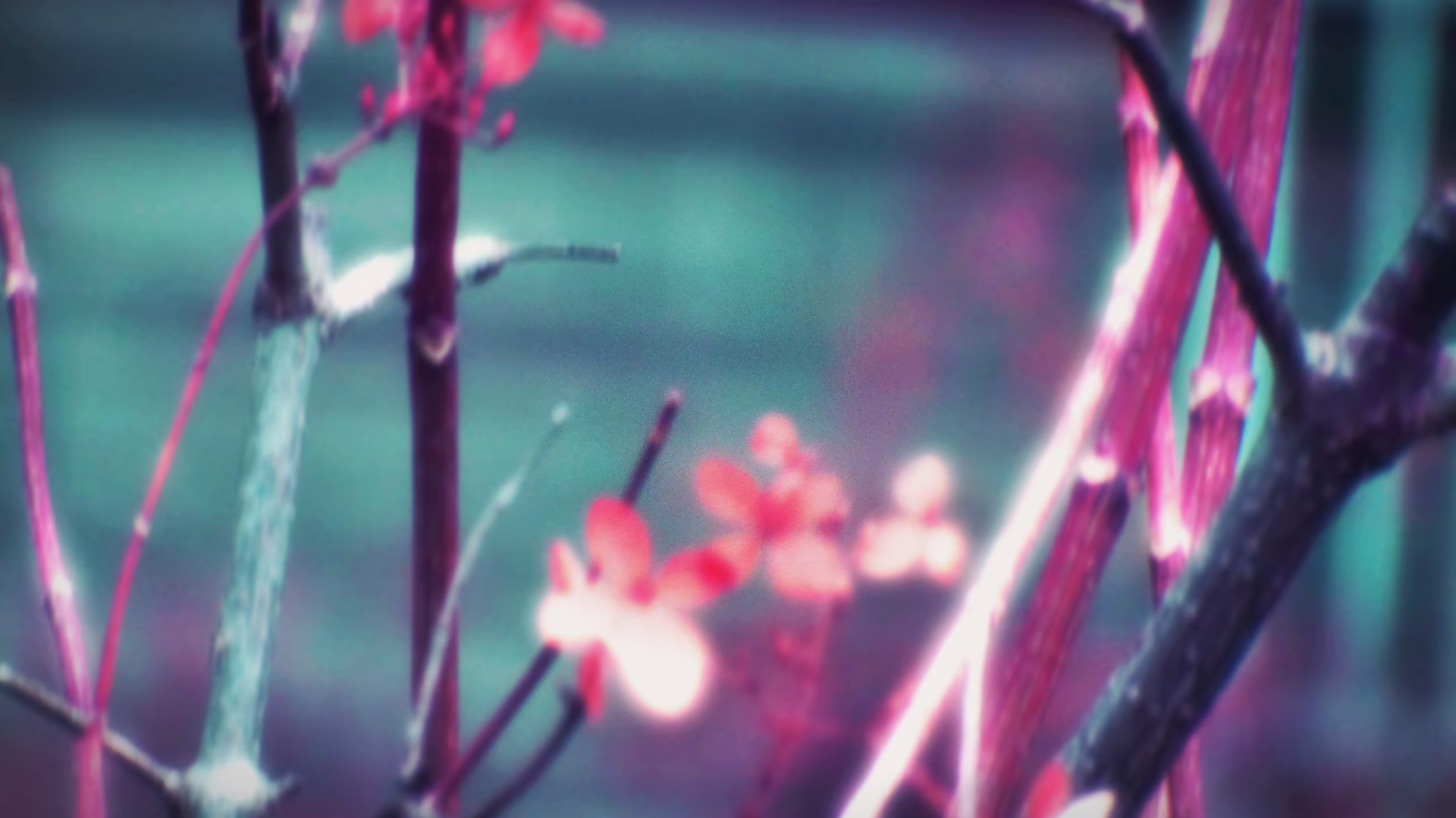 Love Branches