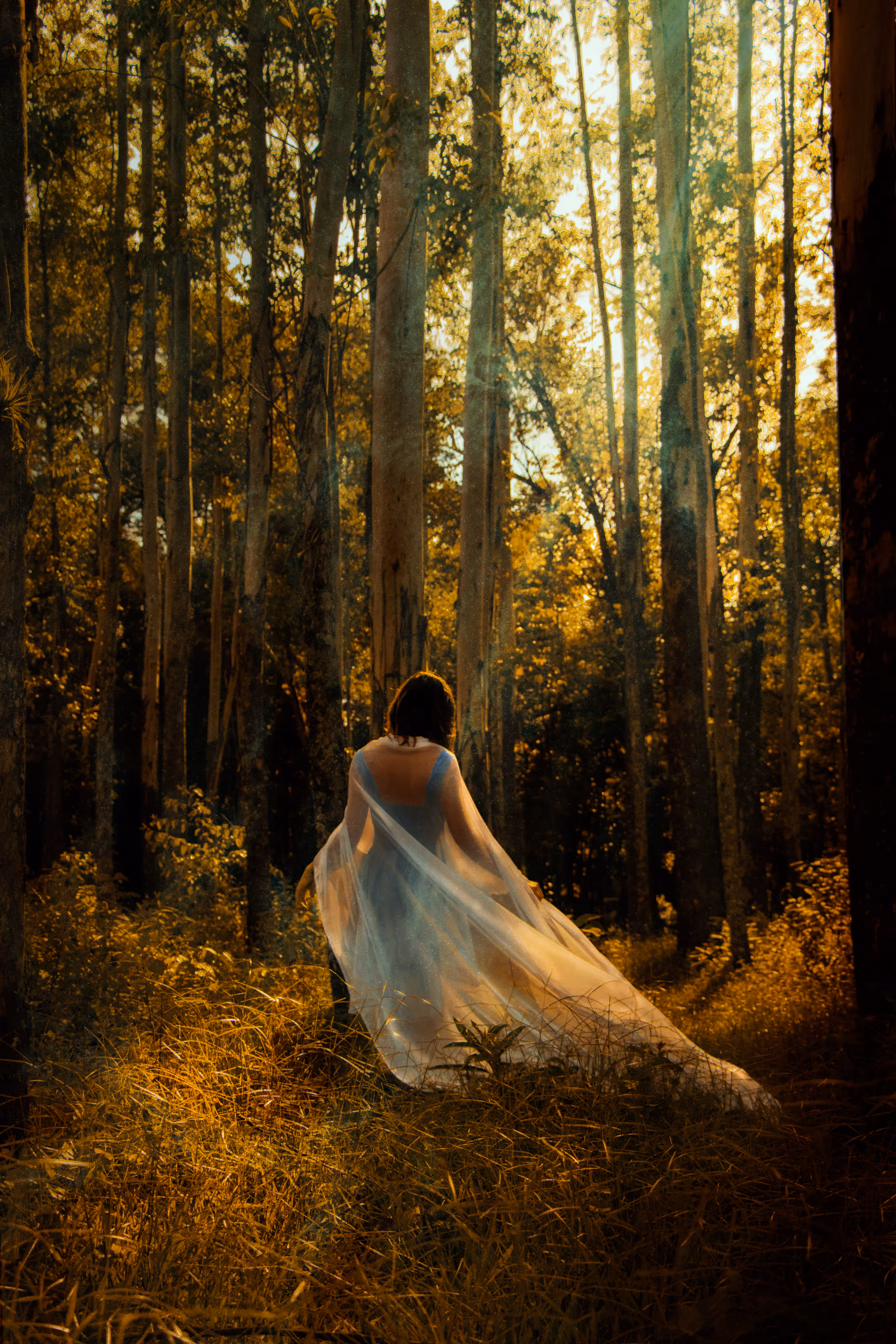 Into the Woods