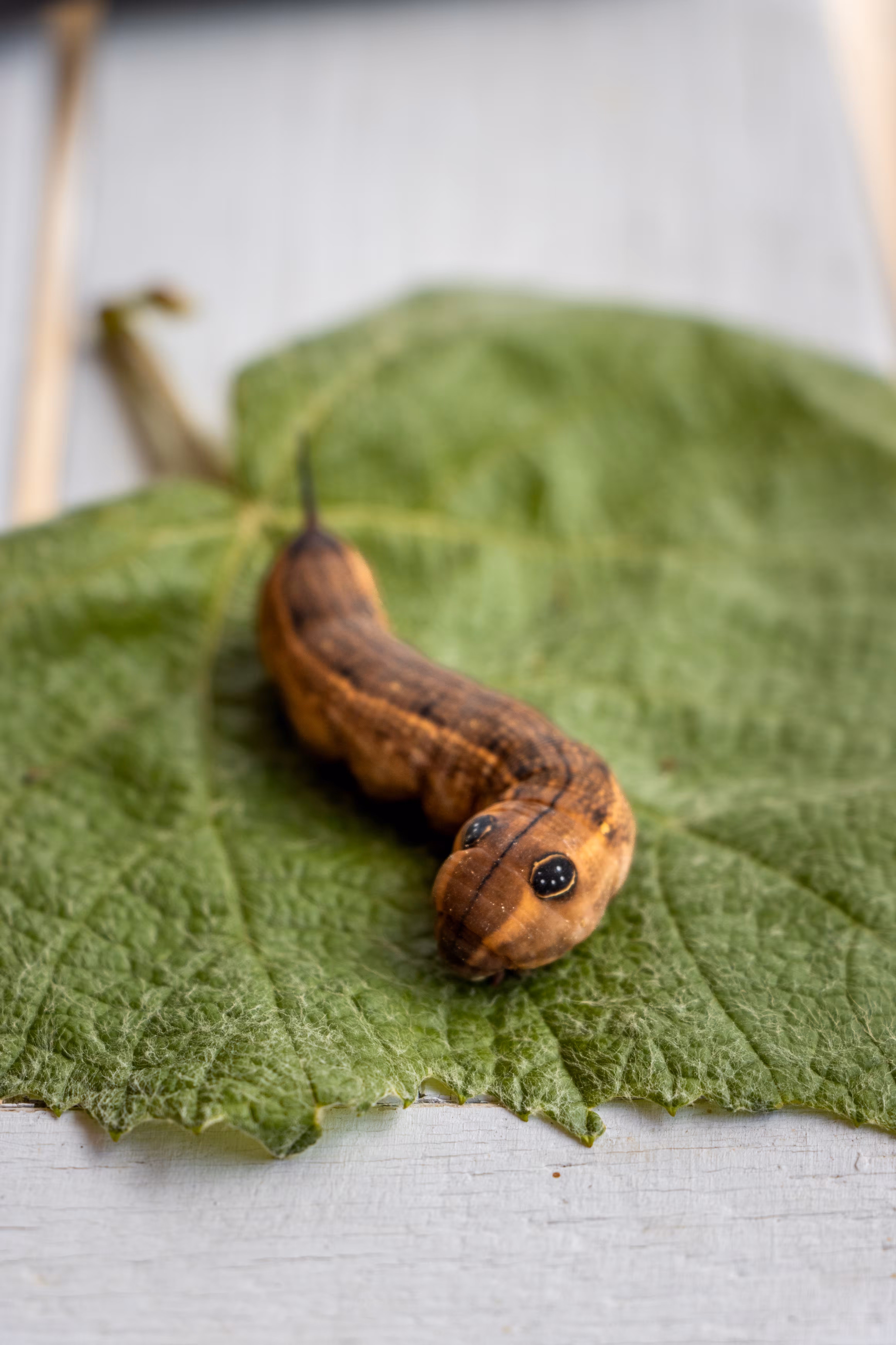 Caterpillar