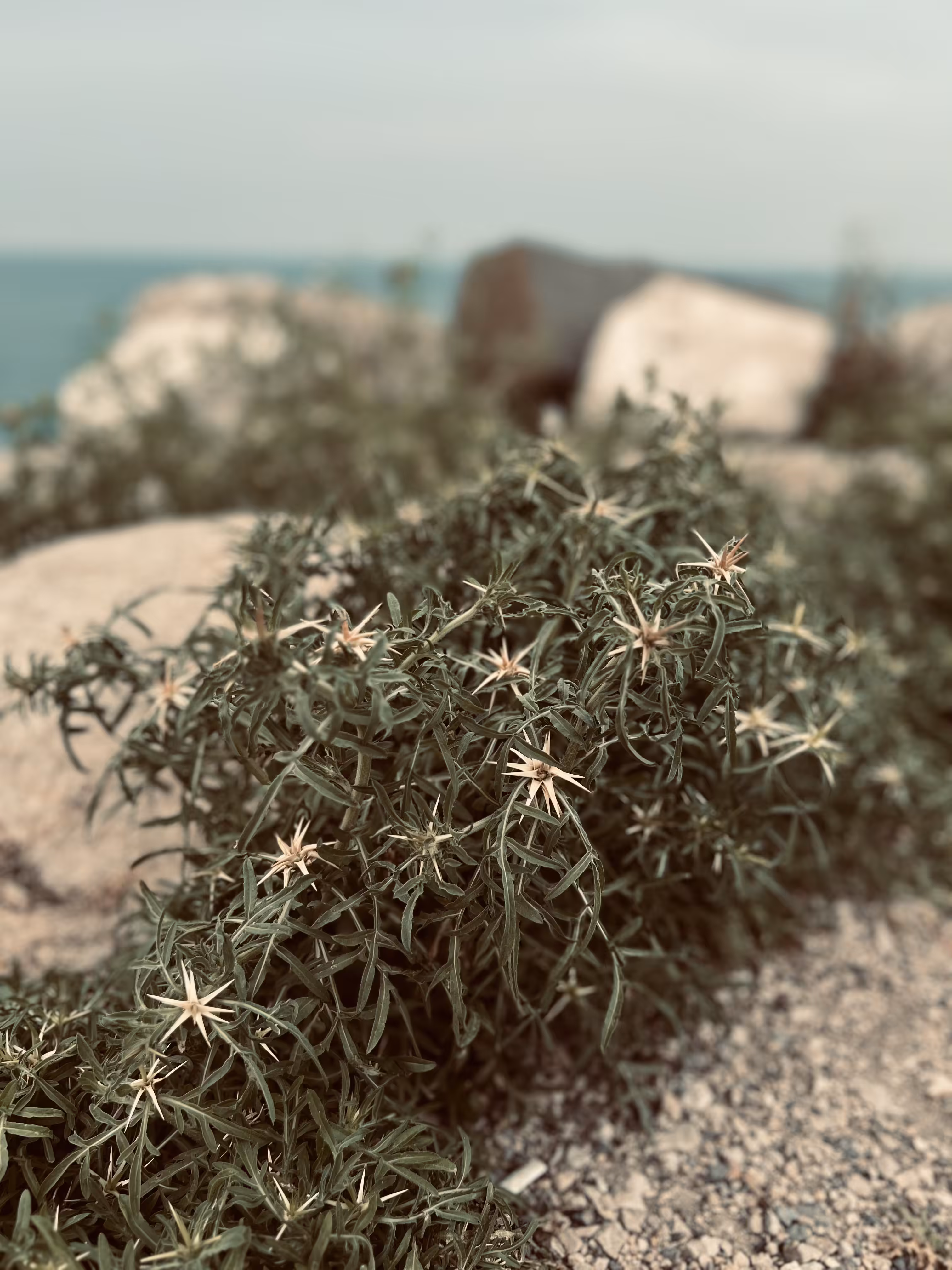 Thorns