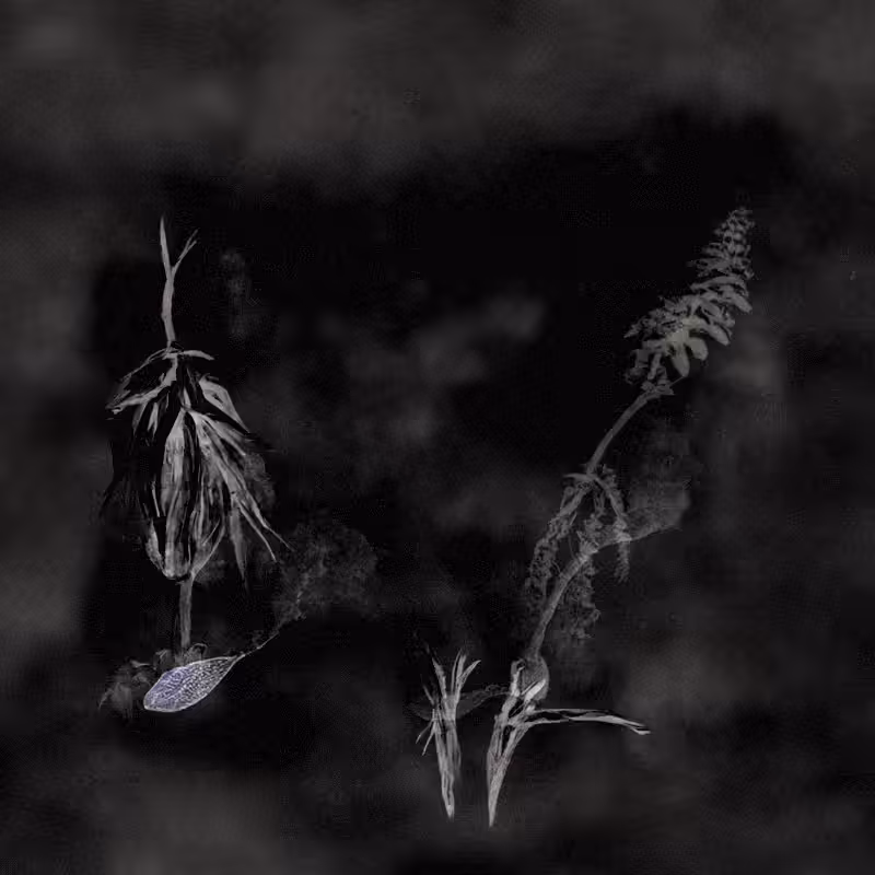 Hauntological Herbarium #6