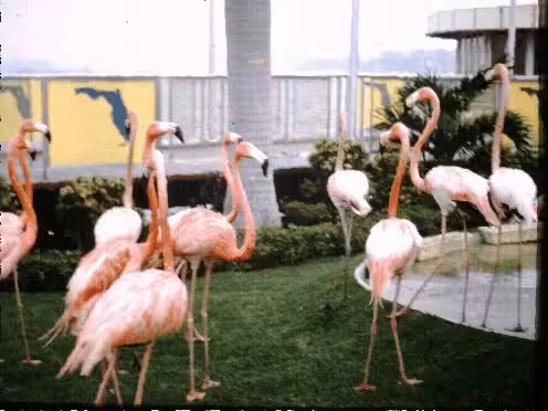 Flamingos in Florida Heat