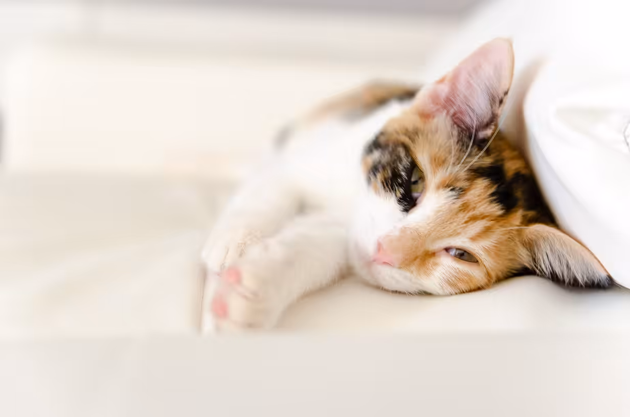 Cuty