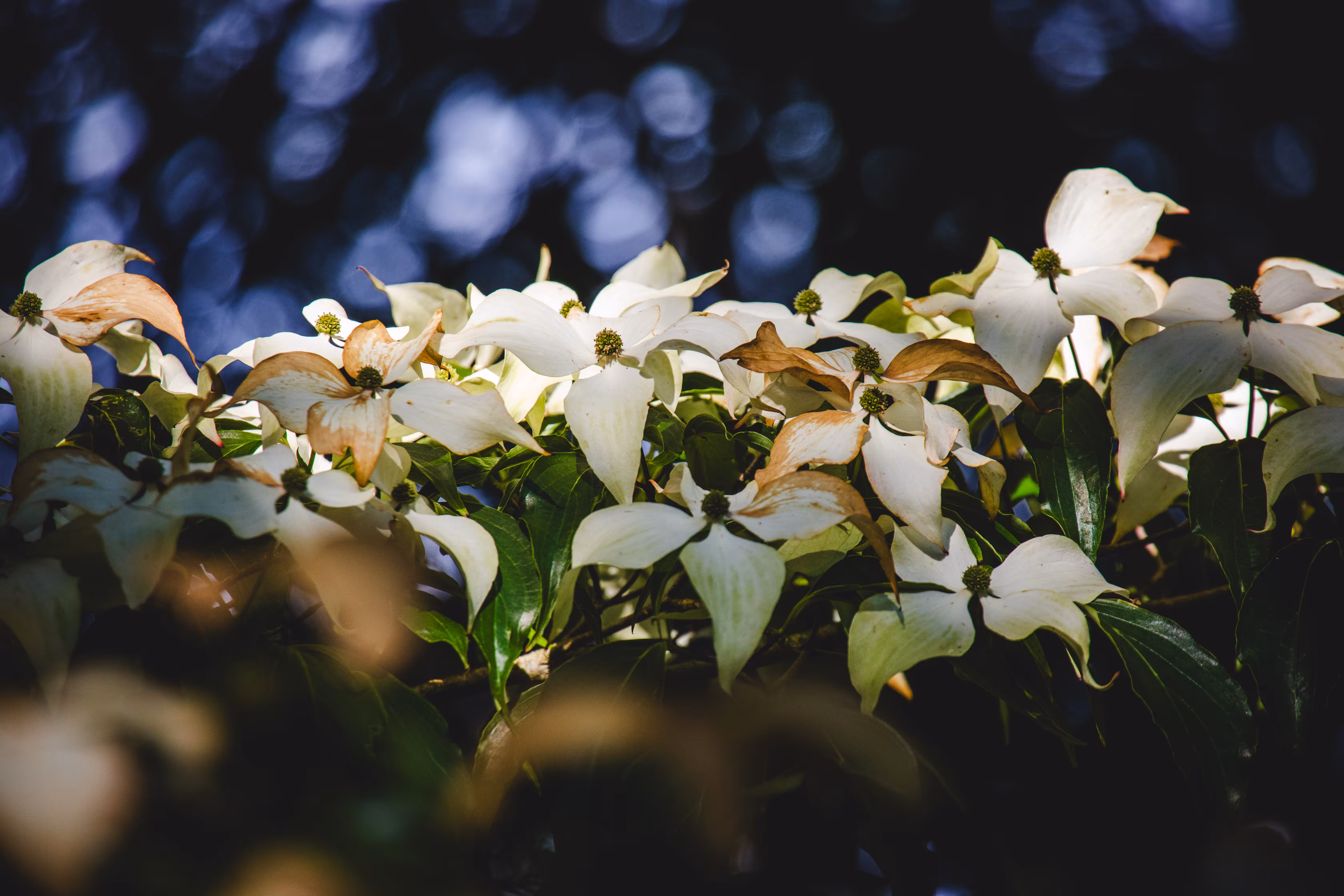 Natural Focus: Changes