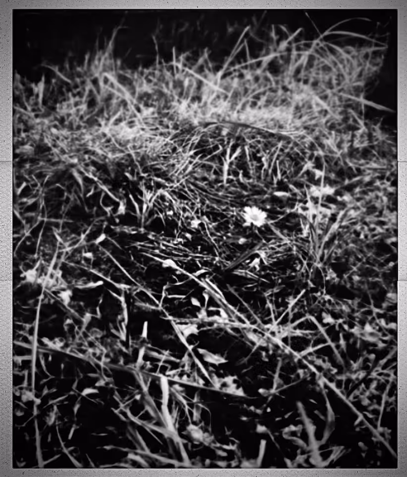 garden of bleakness
