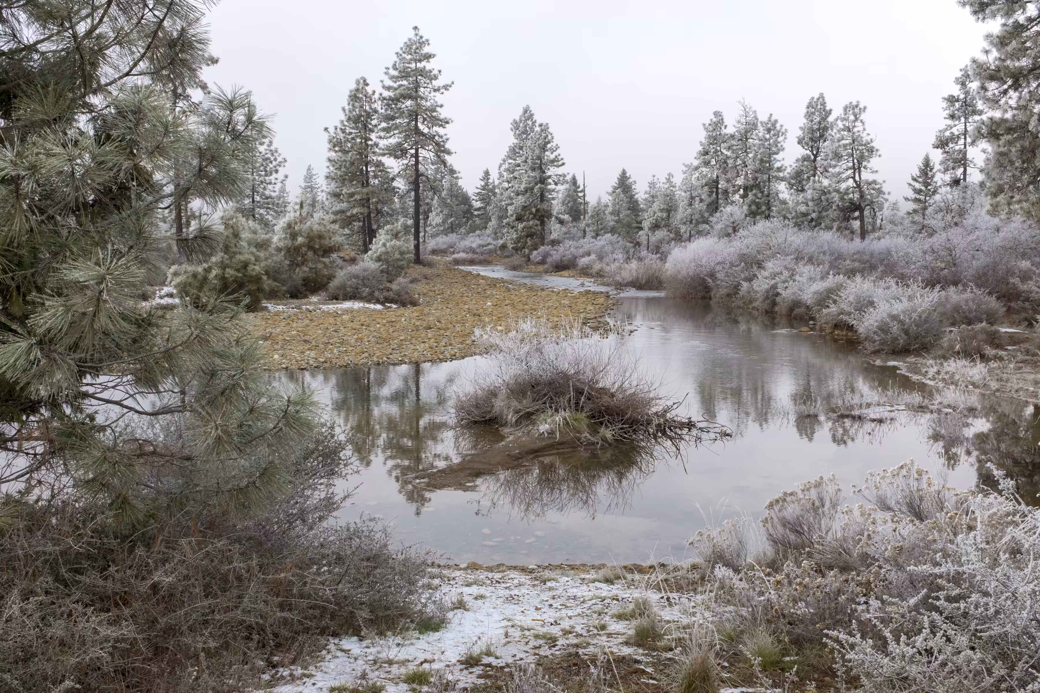 First Frost