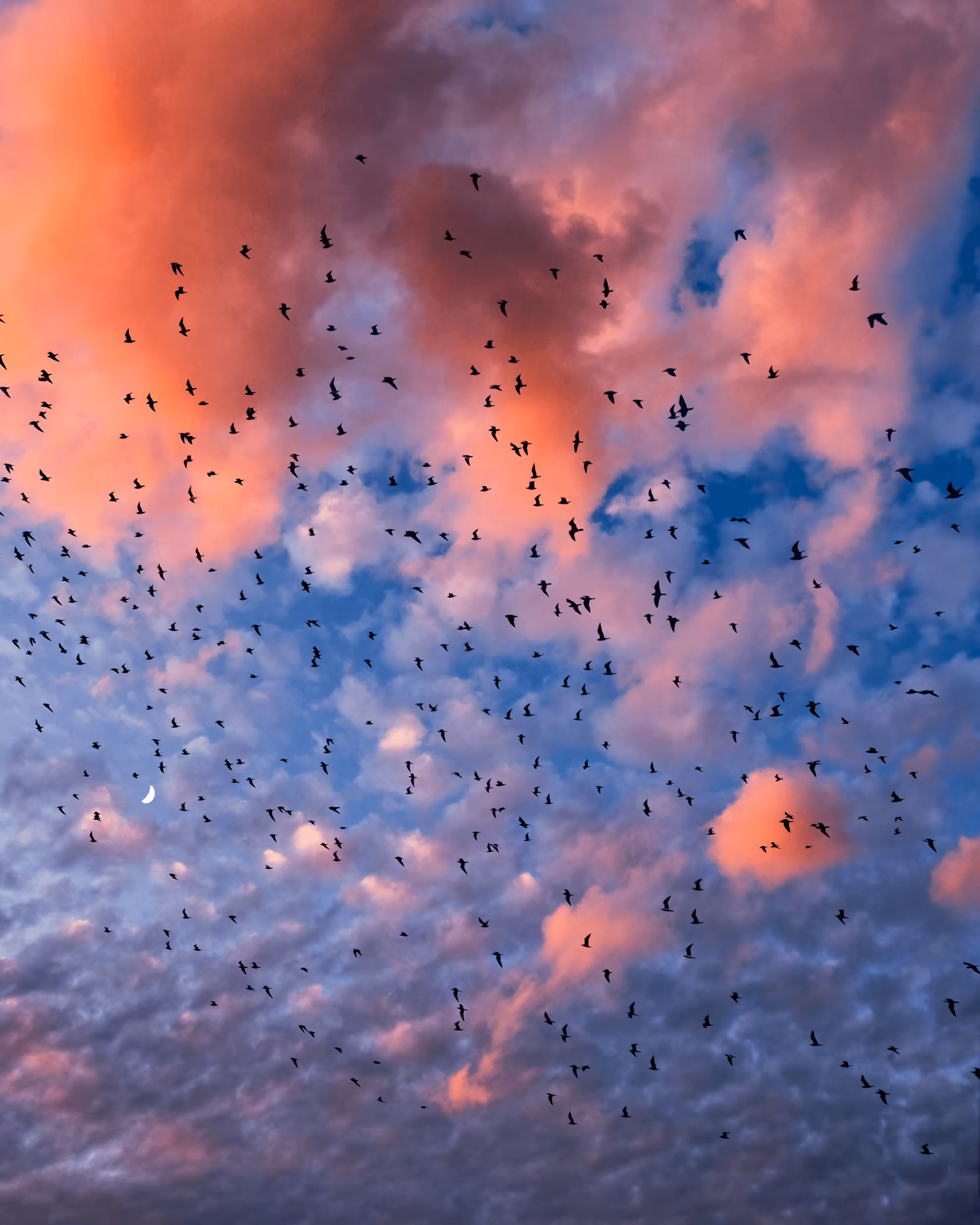Flock of Us #8