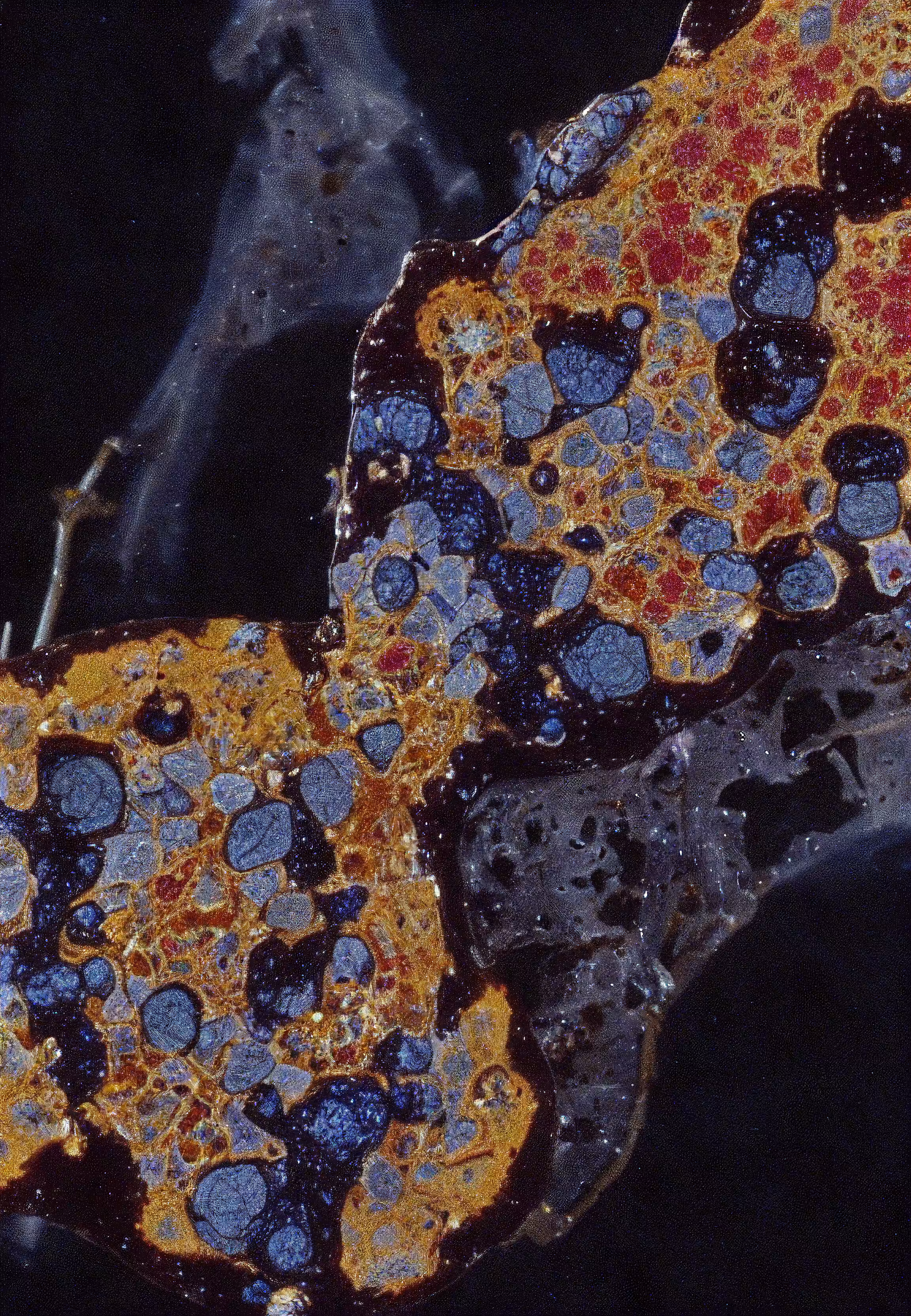 Histologia In Silico #276