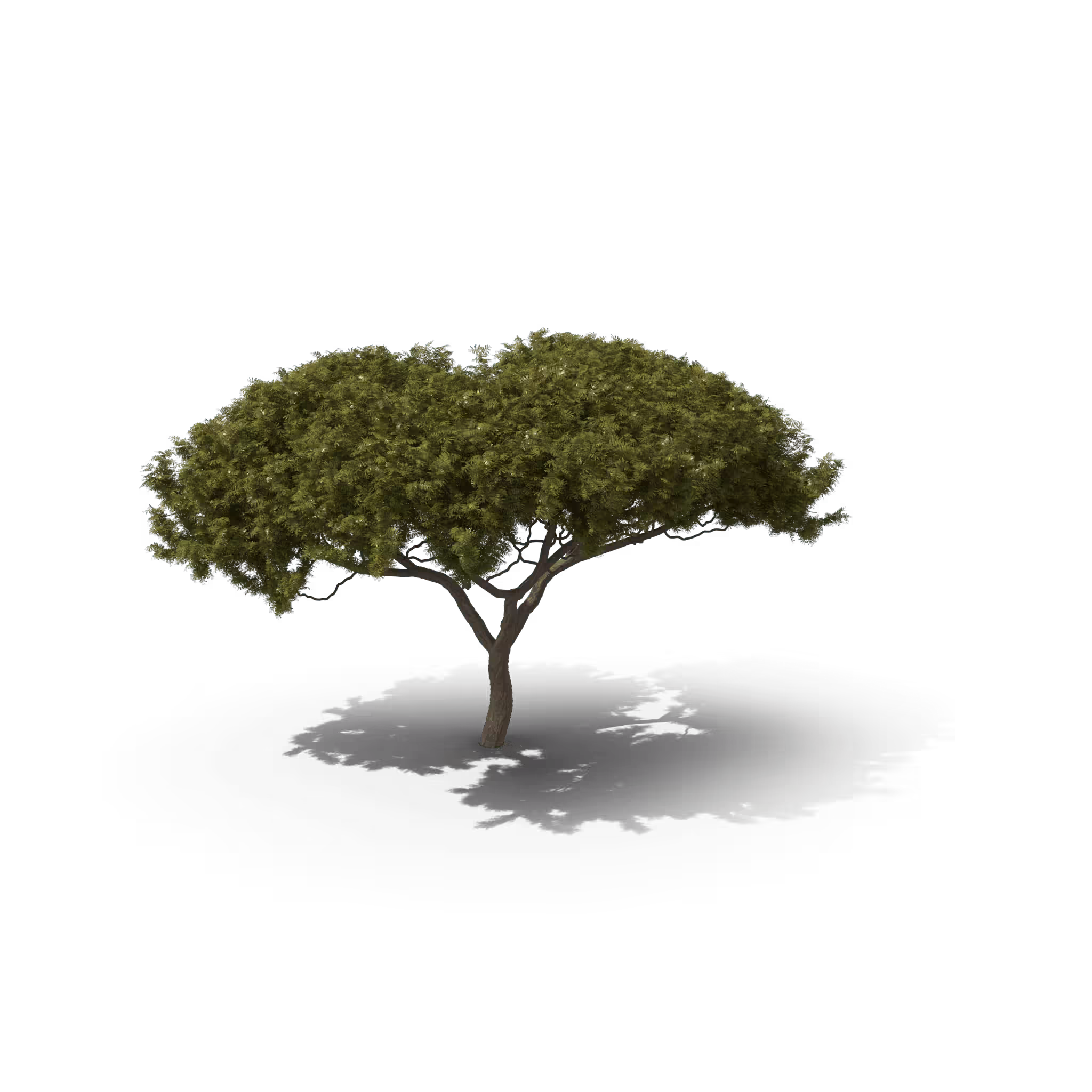 Your Tree I Life