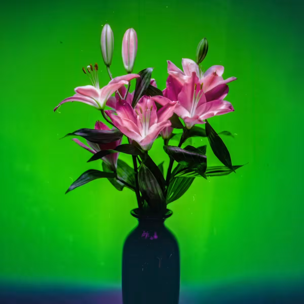 Choris Lilium